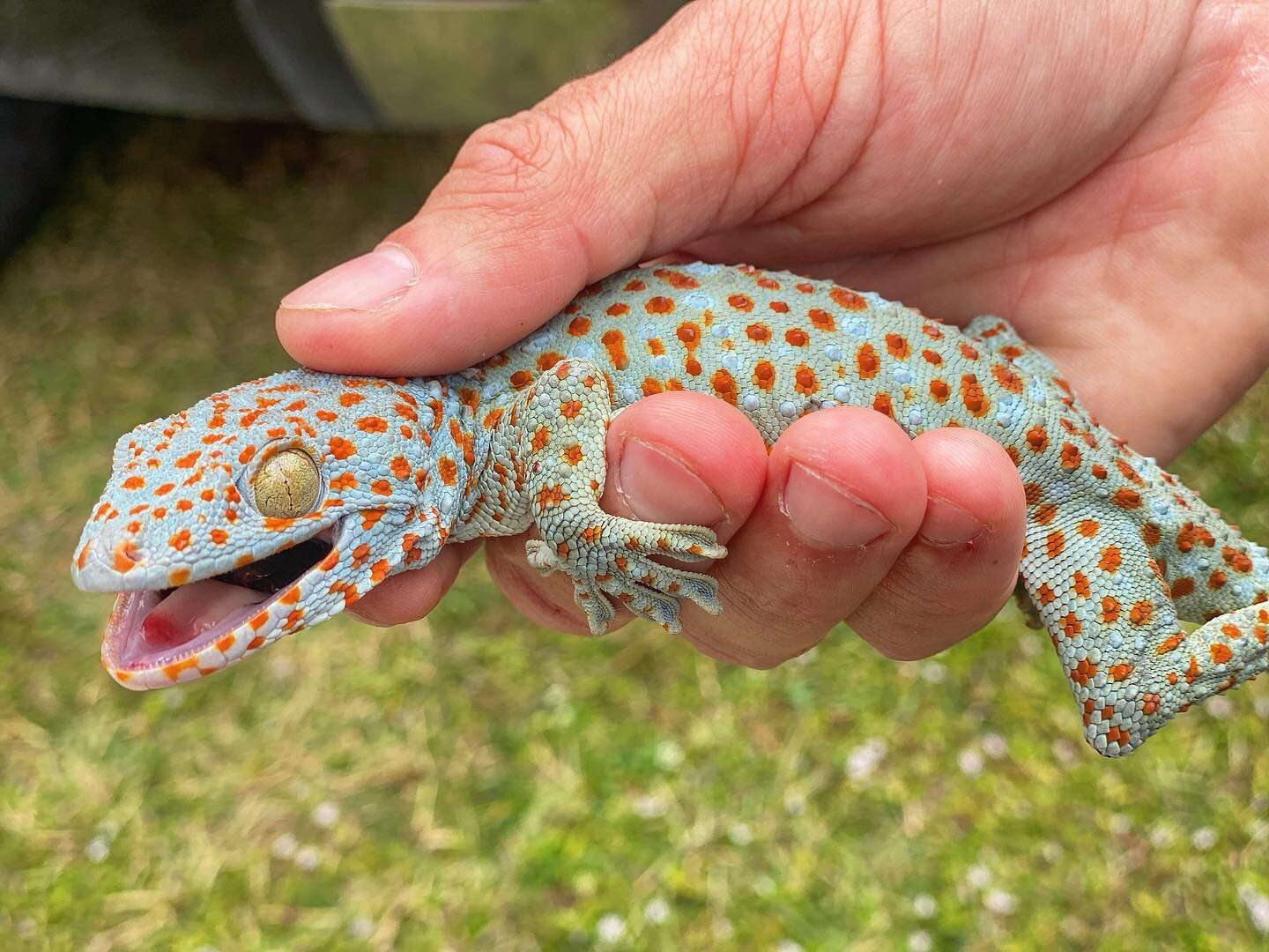 Okay so here we have a Tokay...haha These little guys are called Tokay Gecko&rsquo;s. Native to Asia their main diet consists of large roaches and other insects. Fun fact they also make strange noises at night! #redline #nowannaiguana #tokay #okay #g