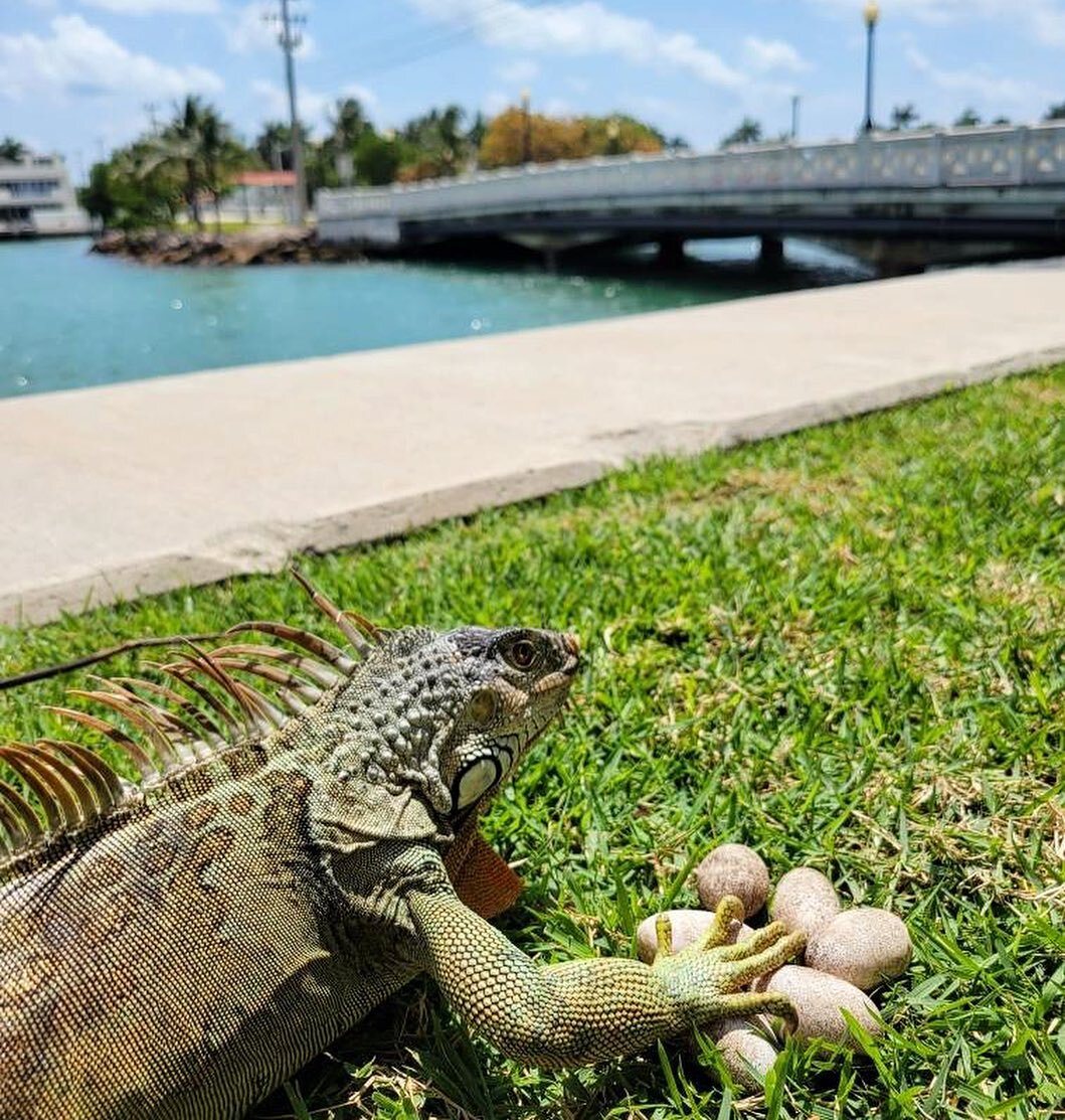 This female green iguana and her eggs were removed today from a property in Miami Beach, FL. Green iguanas can dig burrows up to 80ft long in any direction they please, while also laying up to 70 eggs annually! Today we got lucky and caught her right