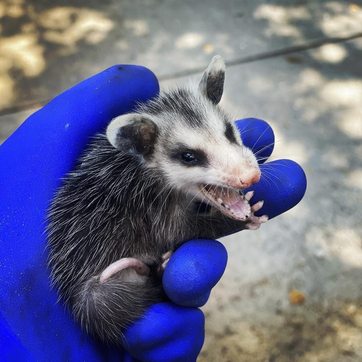 One of many opossum&rsquo;s removed from a customers crawl space in Wilton Manors, FL. This little guy even smiled for the camera 😍 #opossum #possum #possums #redline #nowannaiguana #wildlife #onlythebest #wiltonmanors #fl #florida #home