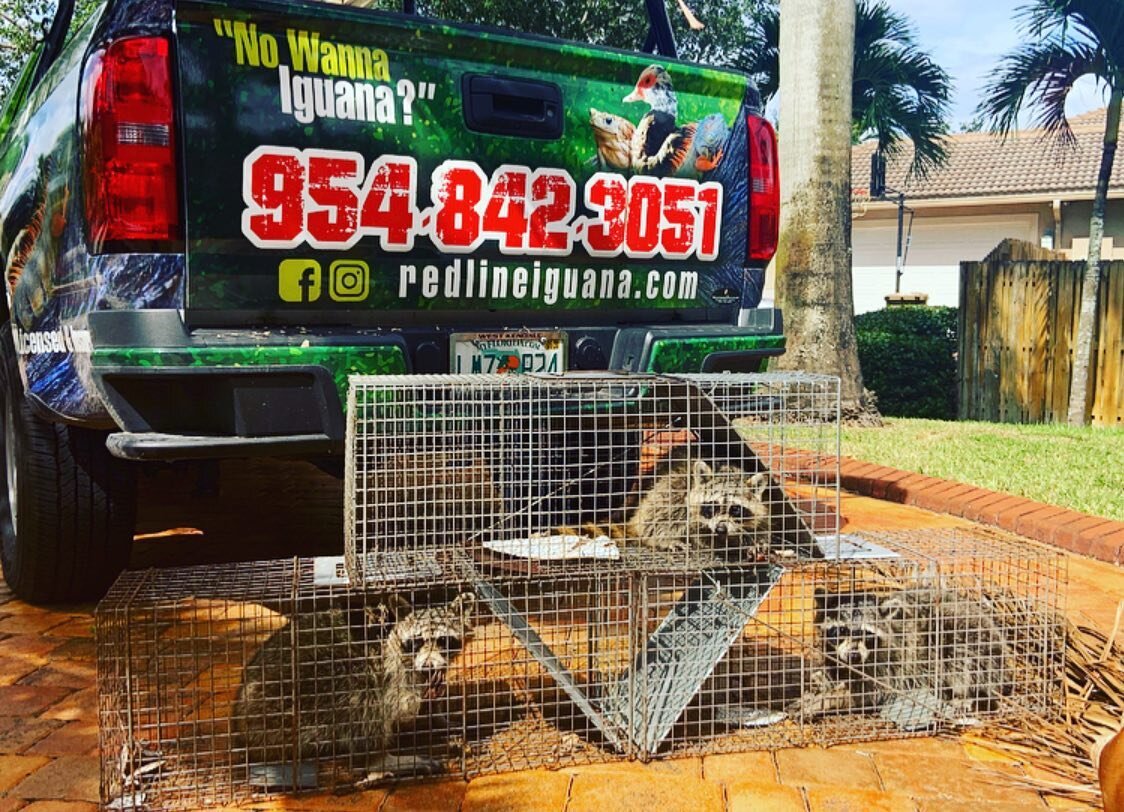 Three raccoons removed from an attic in Davie, Fl. These three tore through duct work and made tunnels under the insulation. If you&rsquo;re hearing sounds in the attic give us a call before it&rsquo;s too late. 954-842-3051 #redline #nowannaiguana #