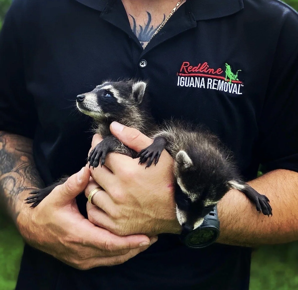 Baby Raccoons removed from attic space in Palm Beach county 