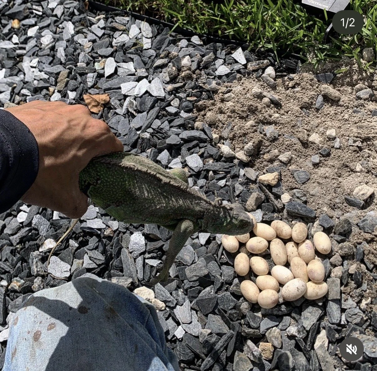 Iguana eggs removed during South Florida iguana control