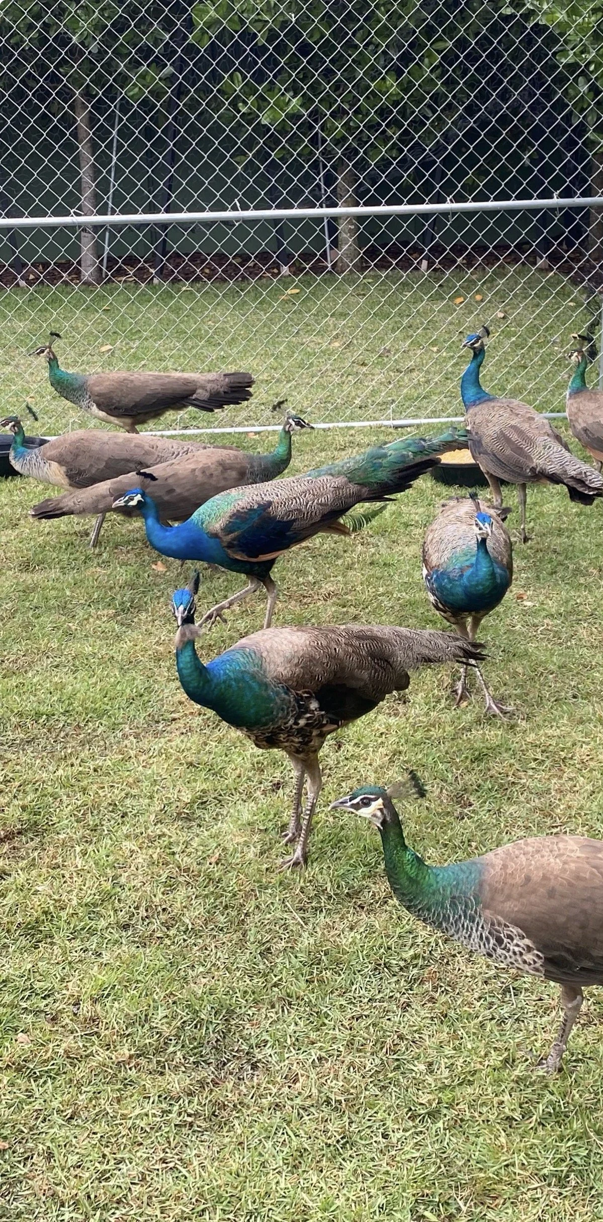 Peafowl removal in South Florida