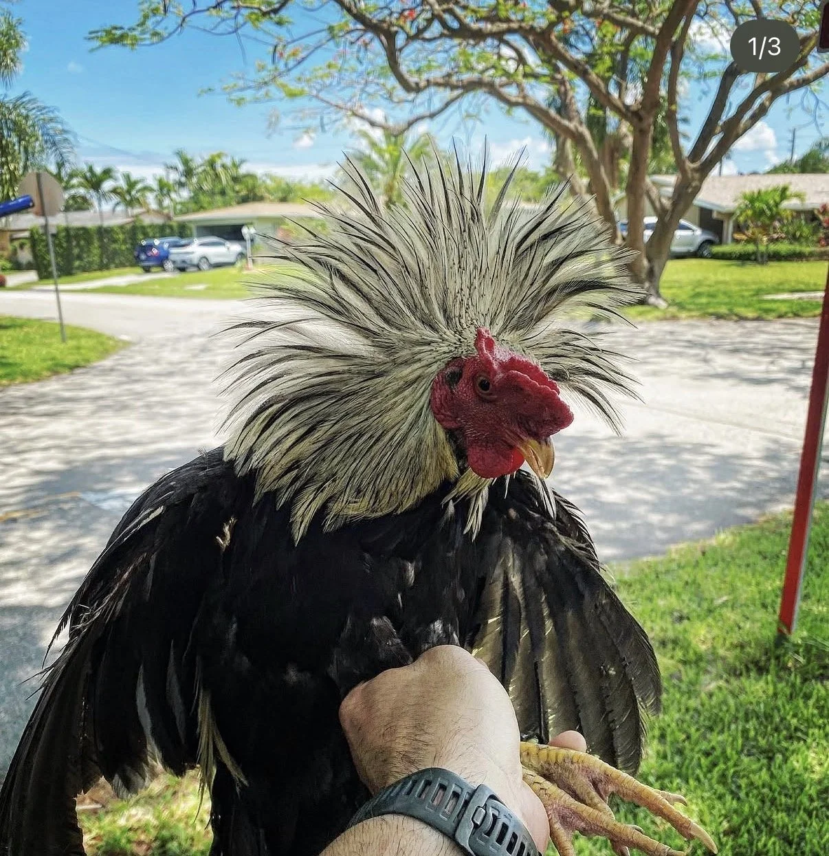 Chicken removal in South Florida
