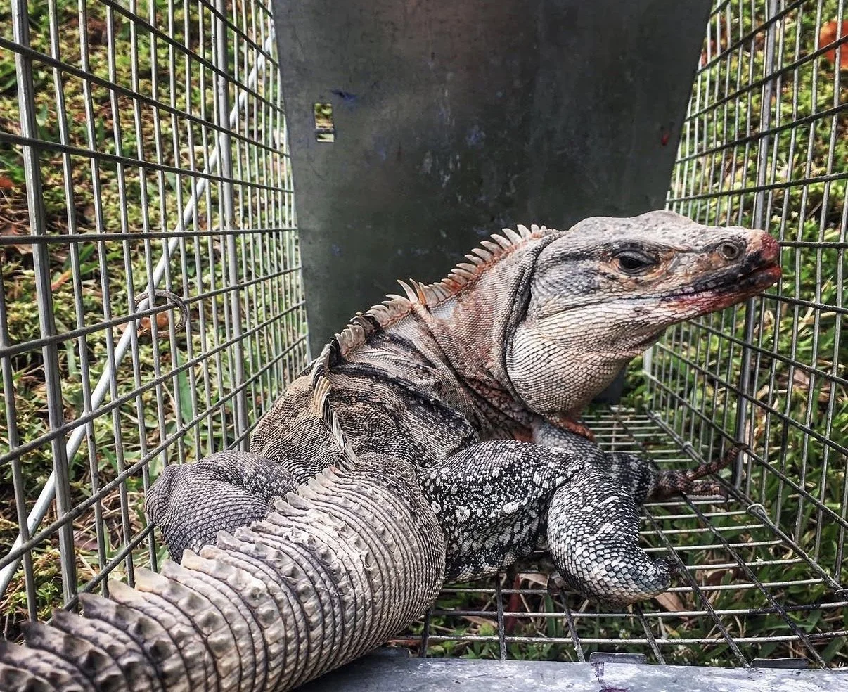 Spiney-tailed Iguana Trapped in Broward Country 