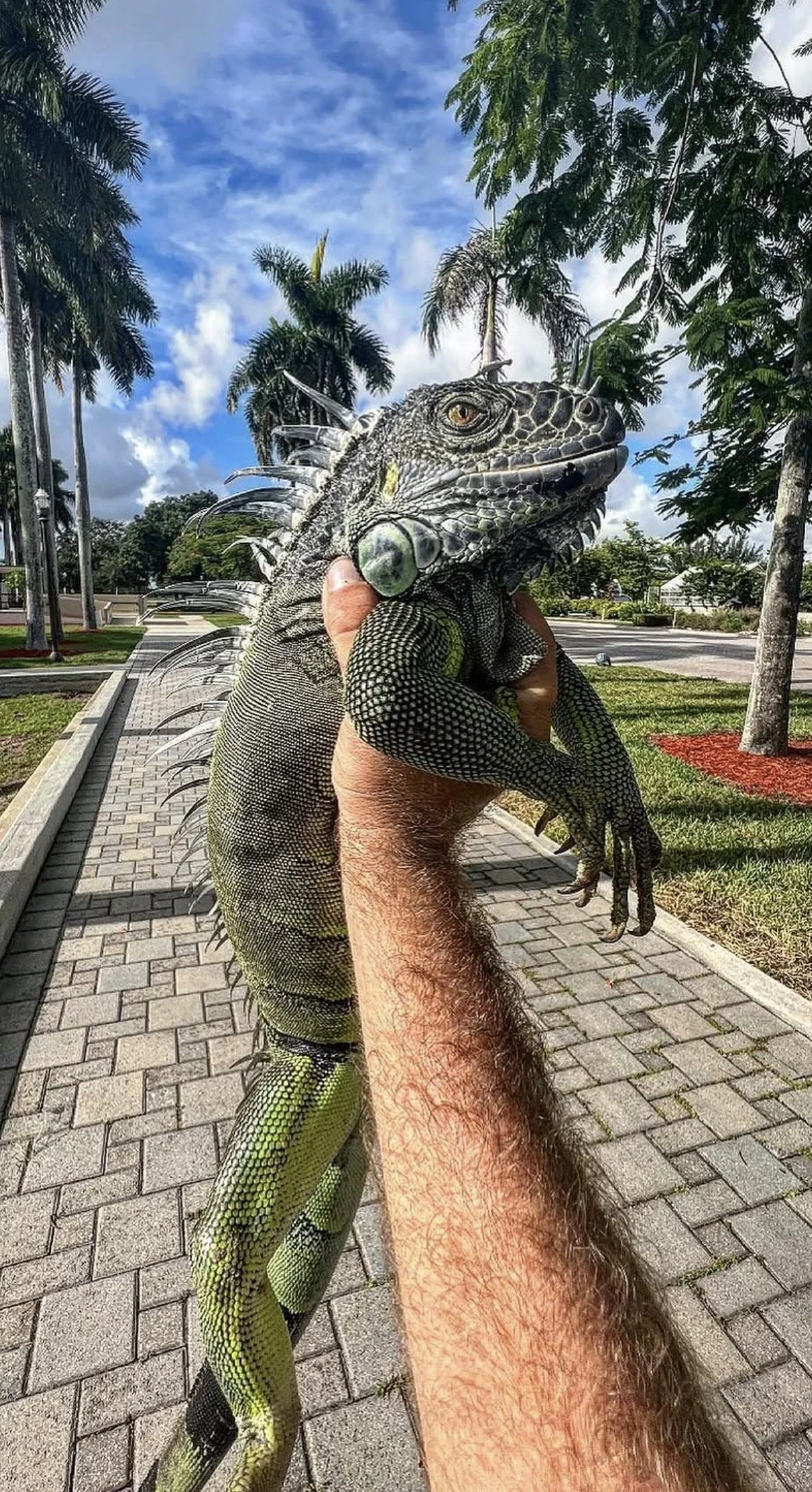 Large green iguana humanely captured in Miami
