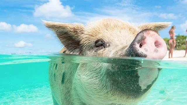 Mini Pig Little French Key.jpeg