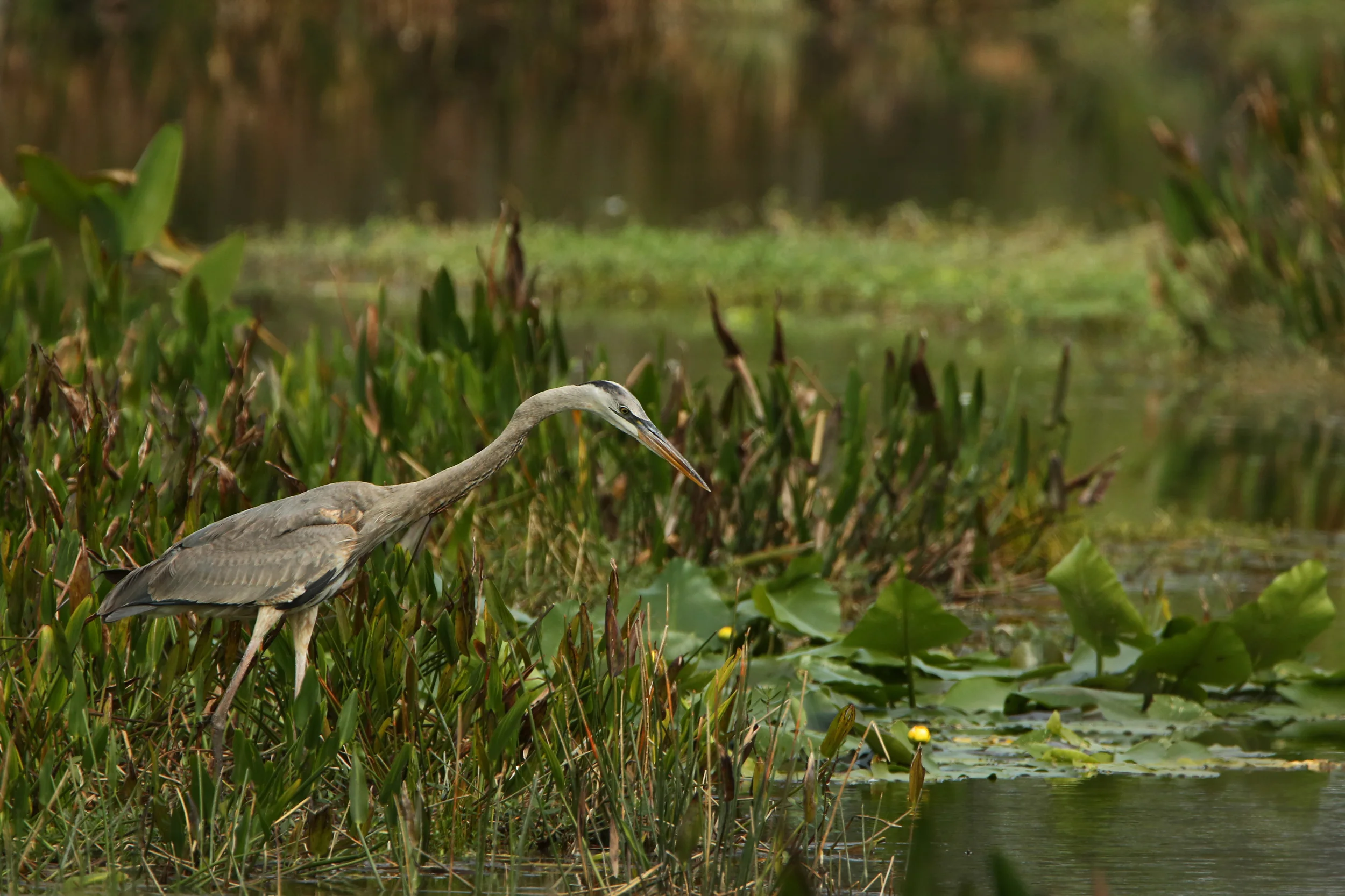 295A1006 2500 WEB .JPG