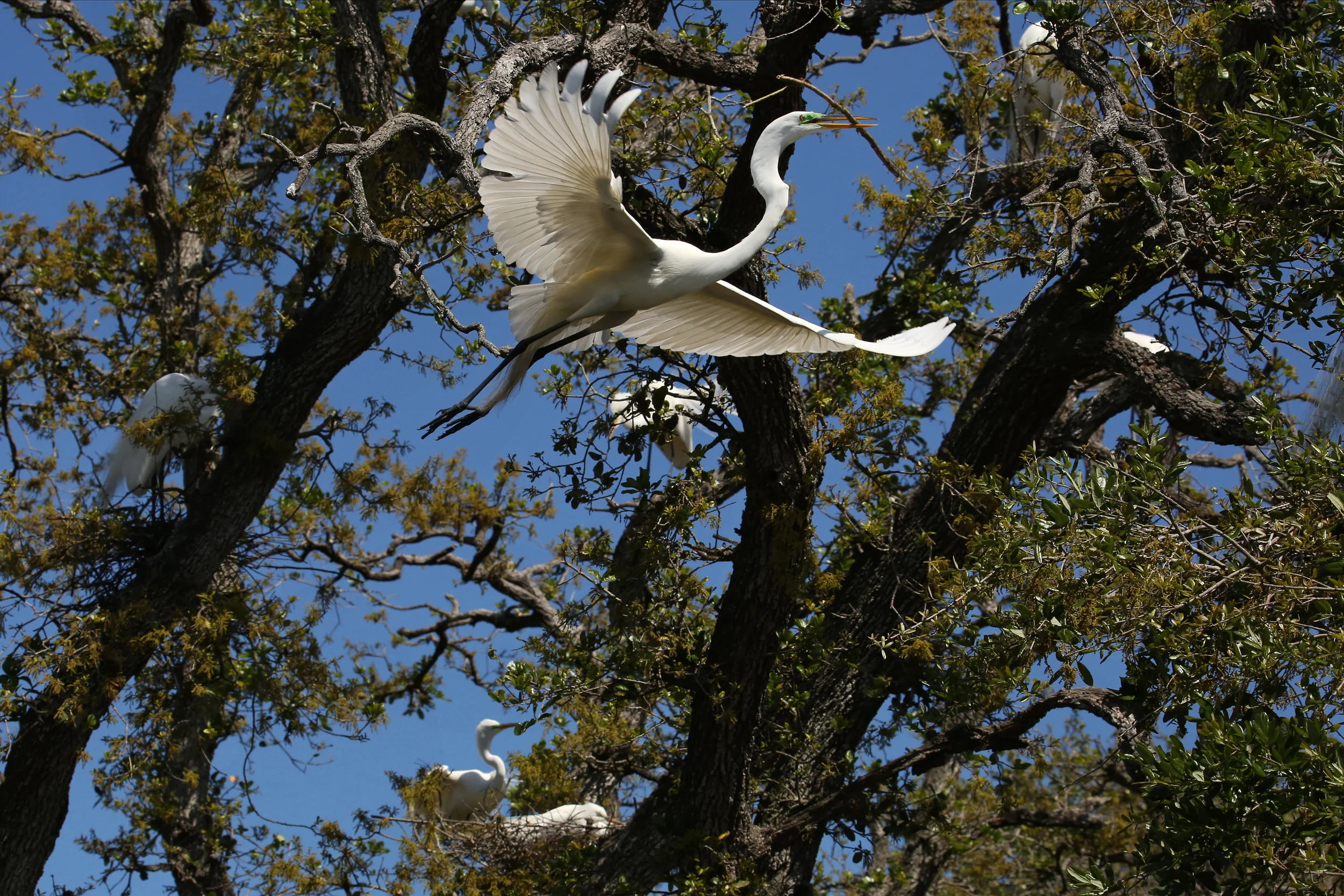 295A2450 2500 WEB .JPG