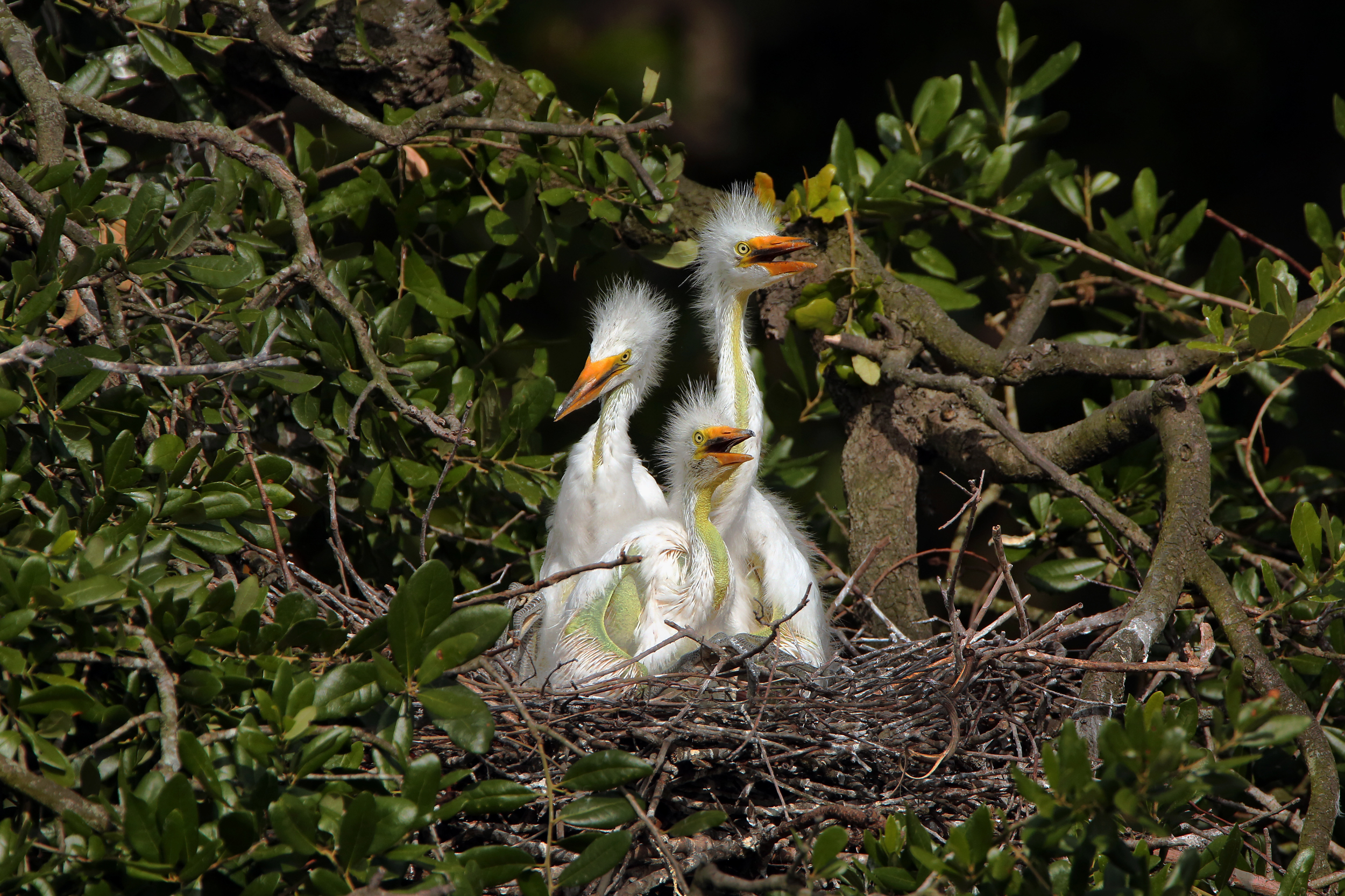 295A3755 2500 WEB .JPG