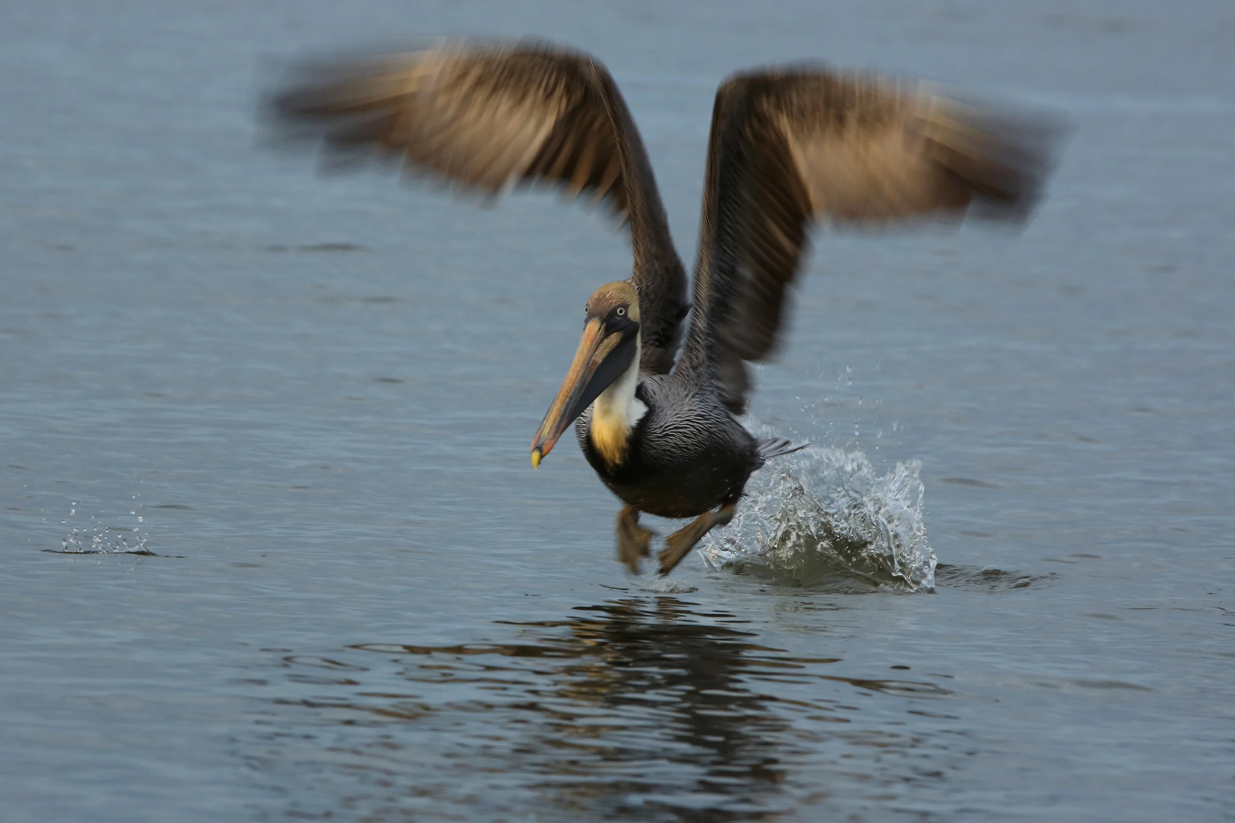 PK8A5426 2500 WEB .JPG