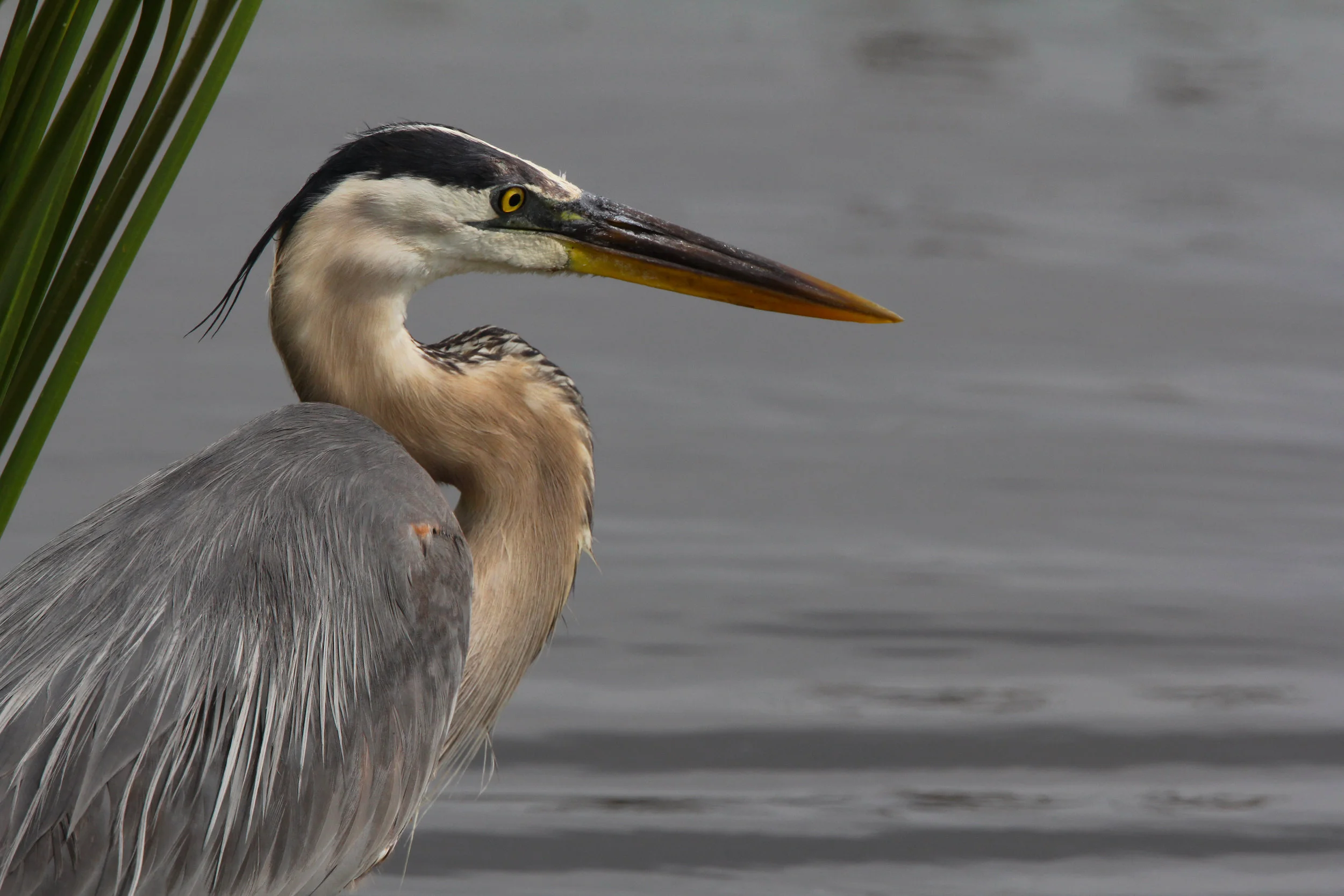 IMG_6614 WEB 2500 .JPG