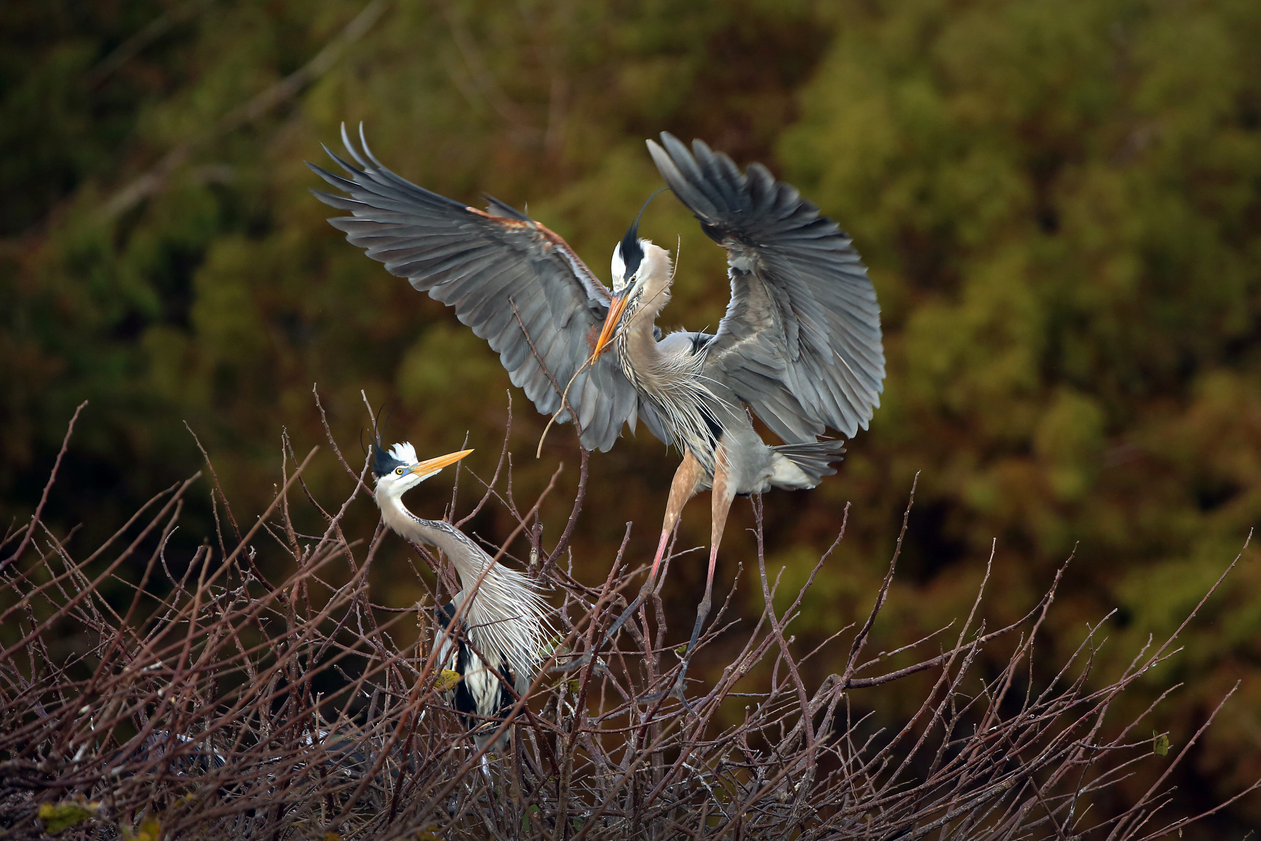 295A7648 WEB 2500 .JPG