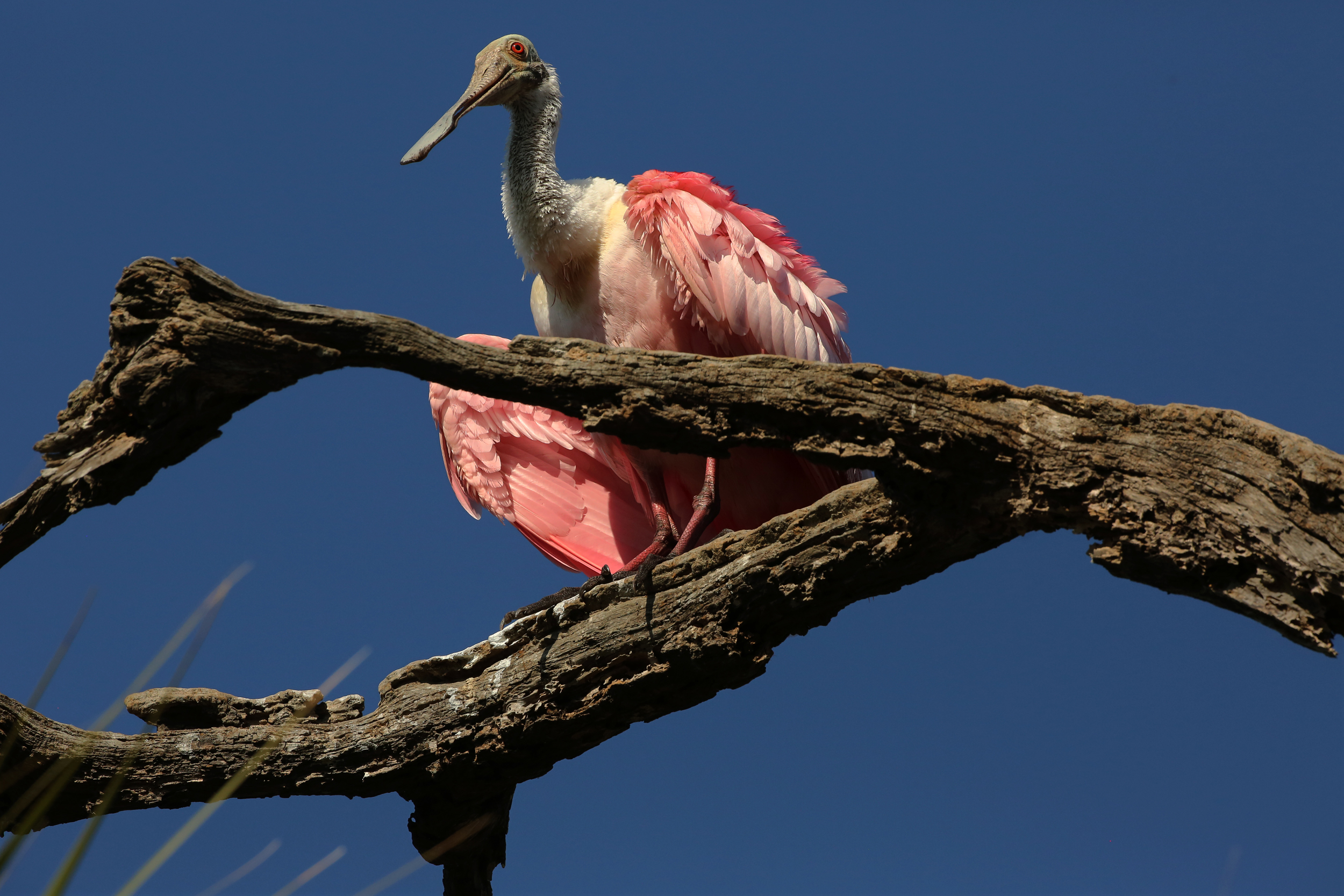 295A5968 WEB 2500 .JPG