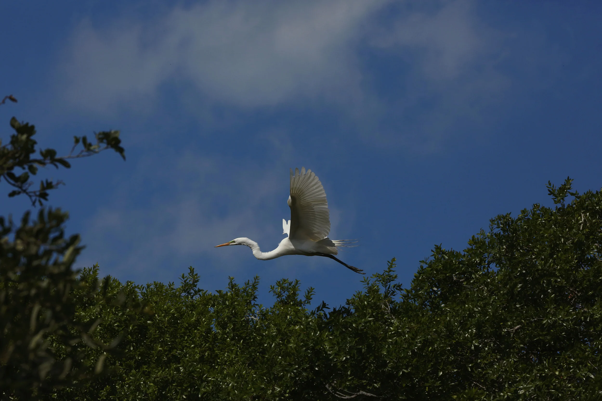 295A5816 WEB 2500 .JPG