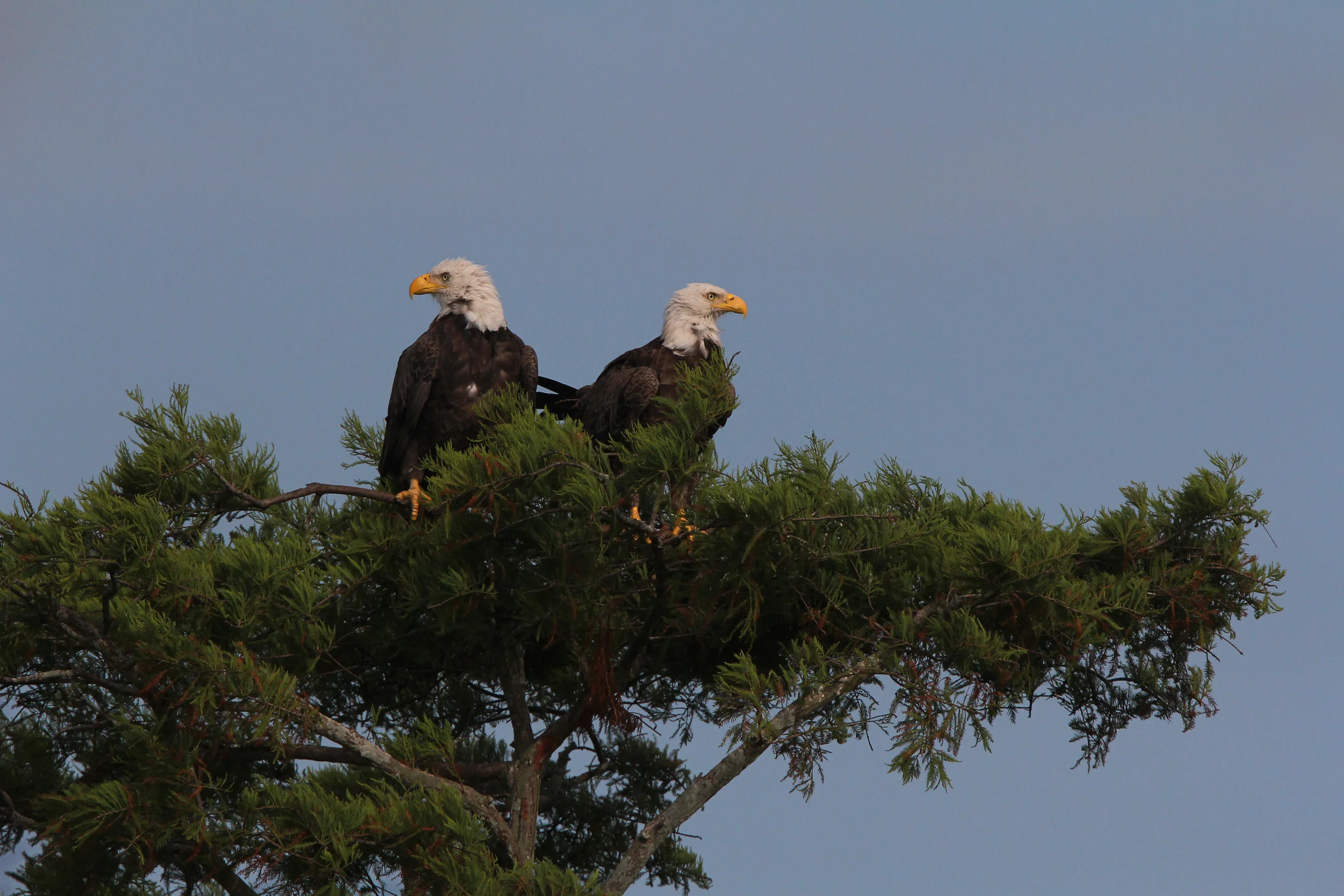 IMG_7699 WEB 2500 .JPG