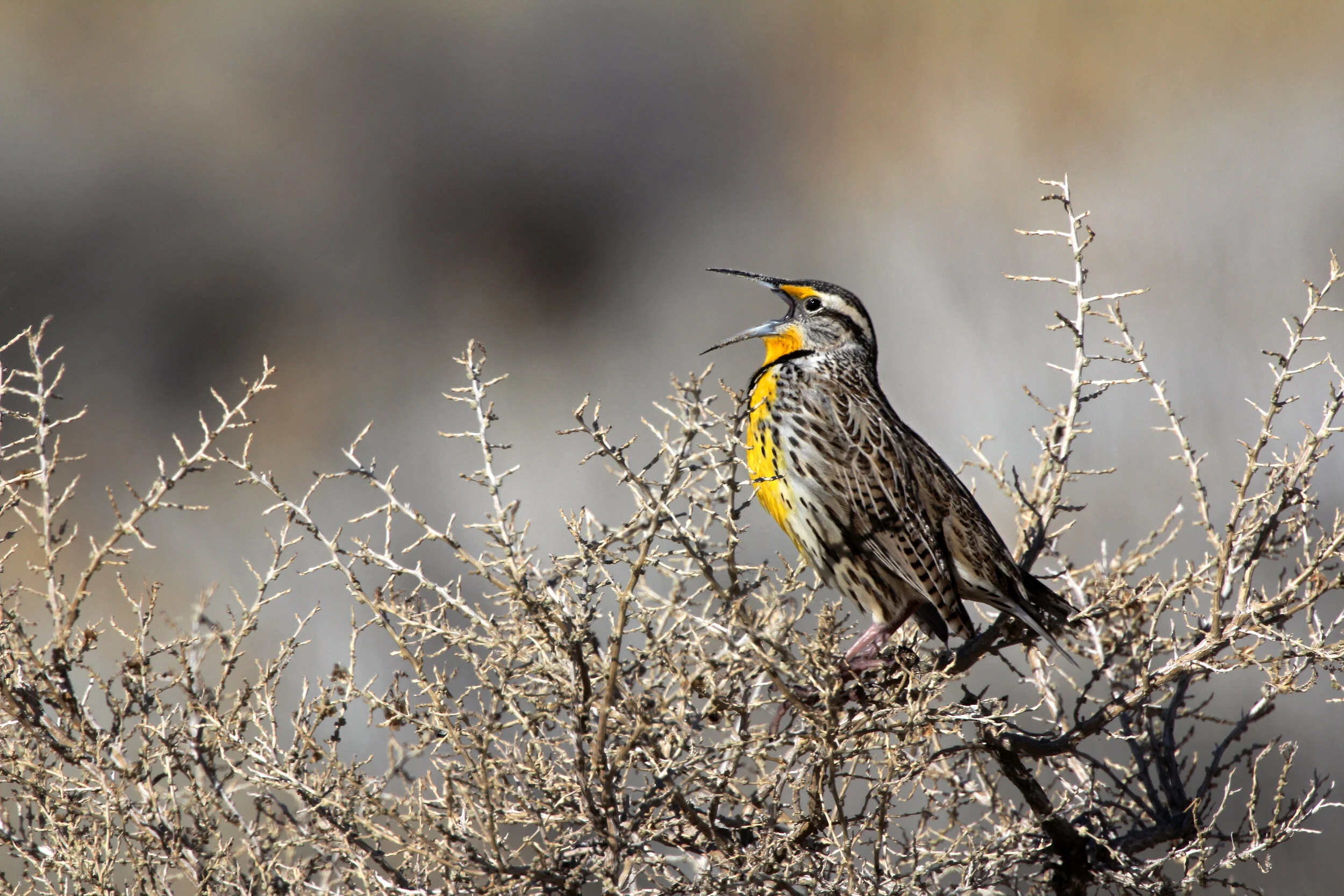 IMG_3133 WEB 2500 .JPG