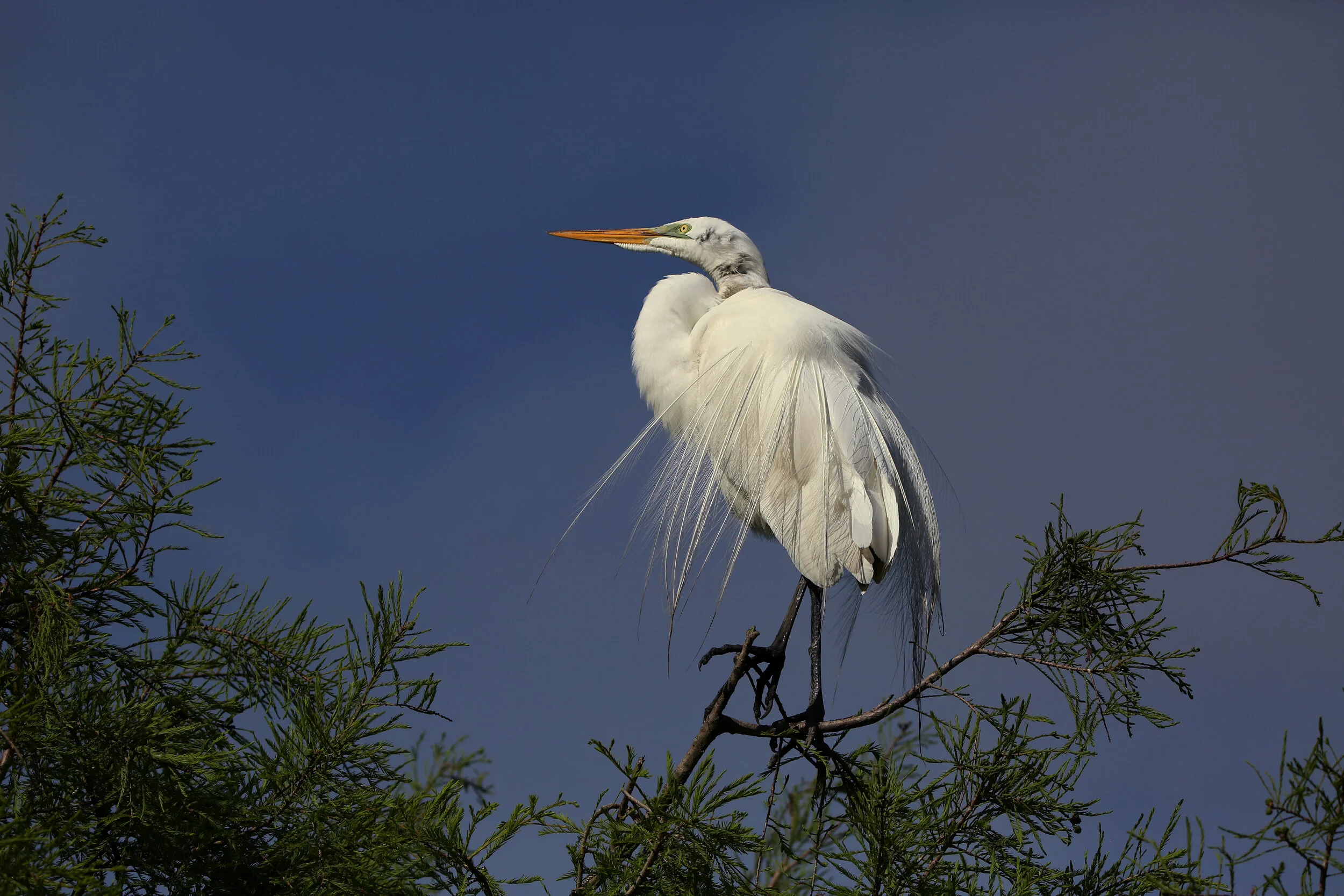 295A6554 WEB 2500 .JPG