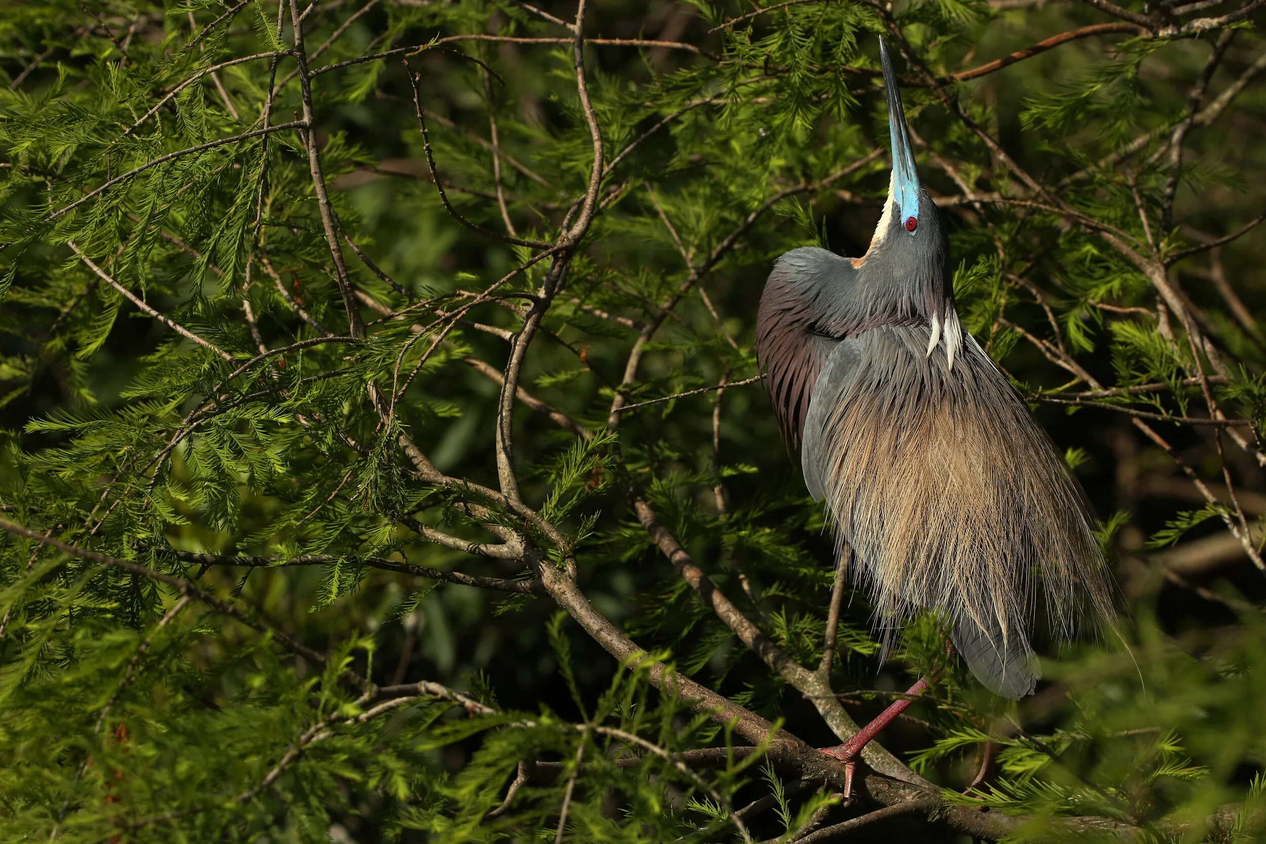 295A6589 WEB 2500 .JPG