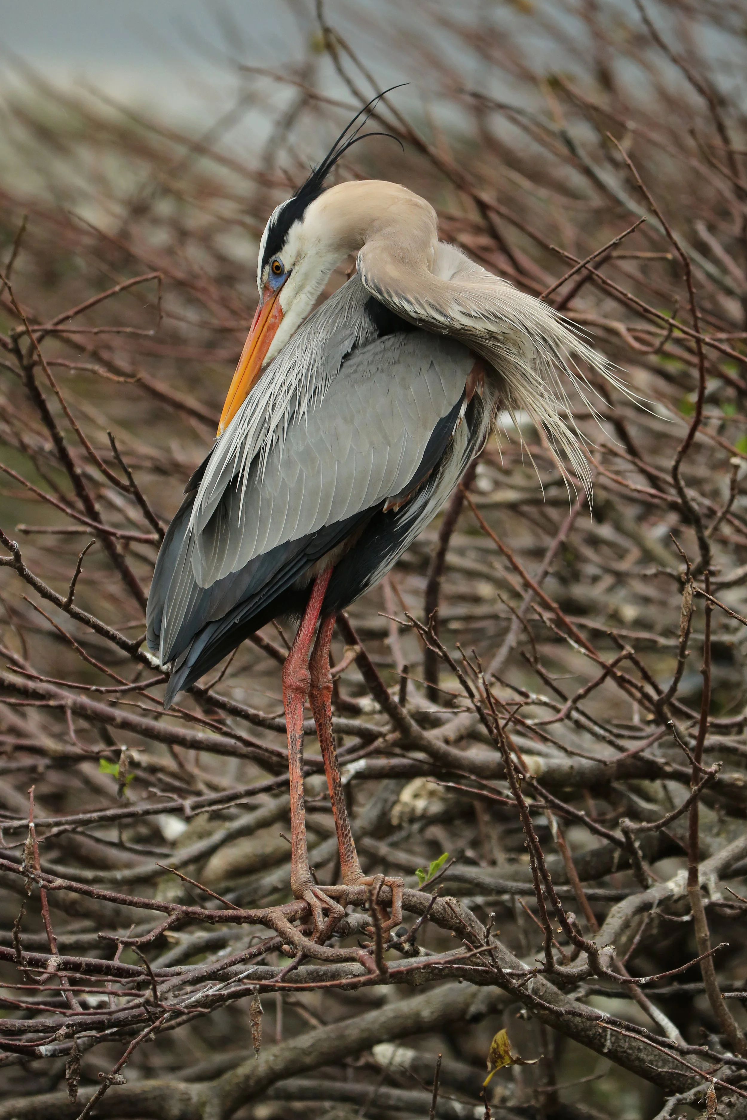 295A6839 WEB 2500  crop.JPG