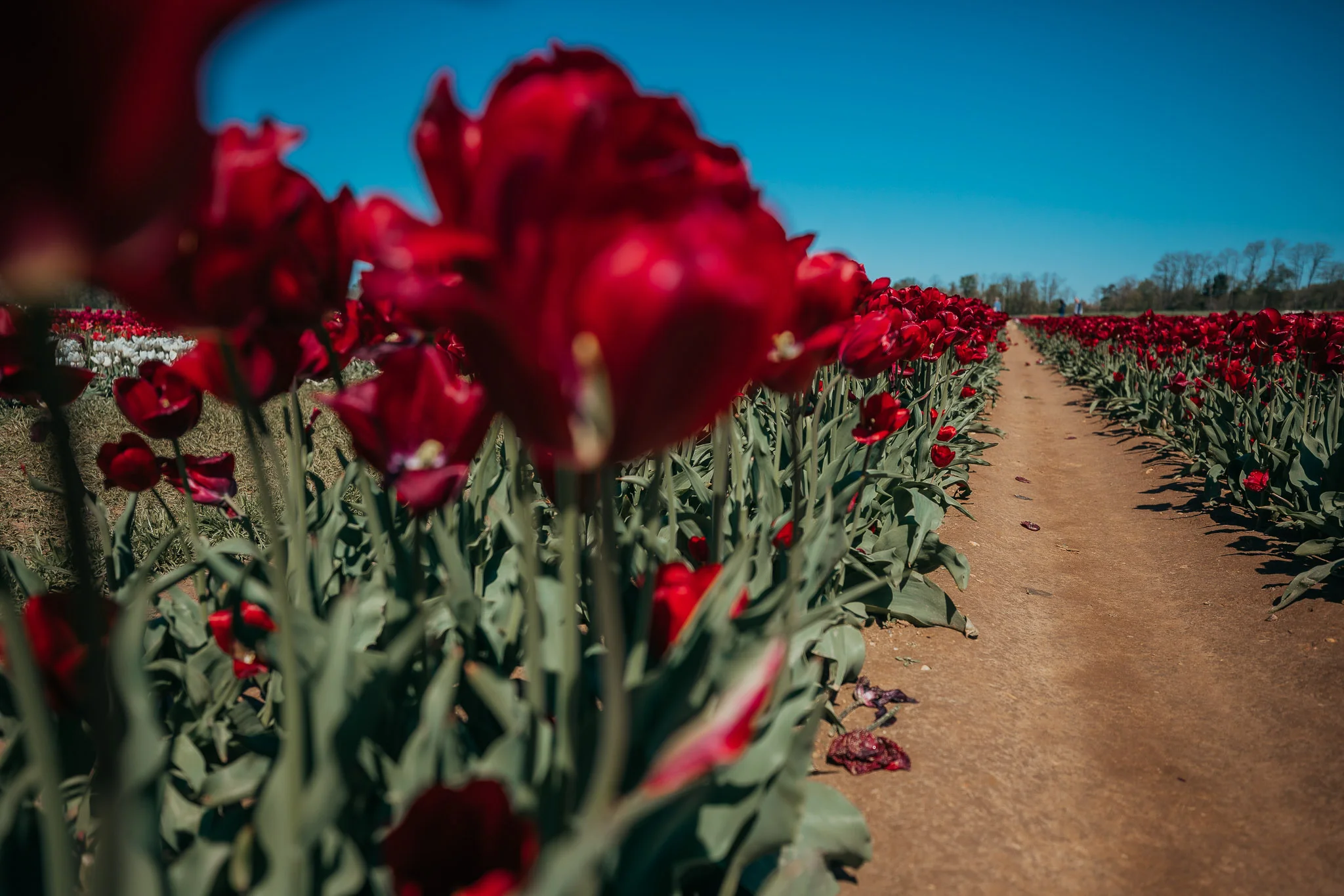 Tulips-4850.jpg
