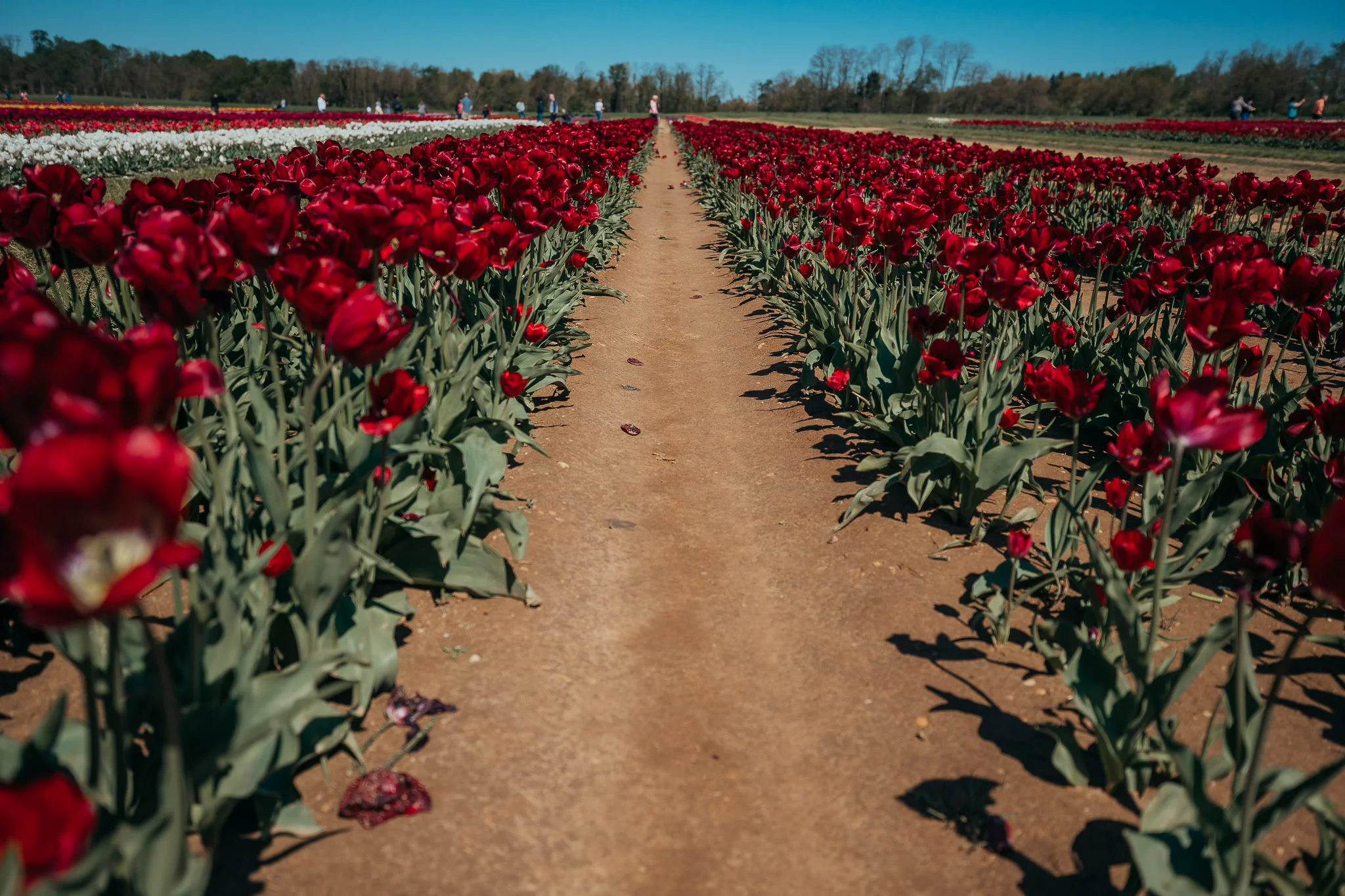 Tulips-4855.jpg