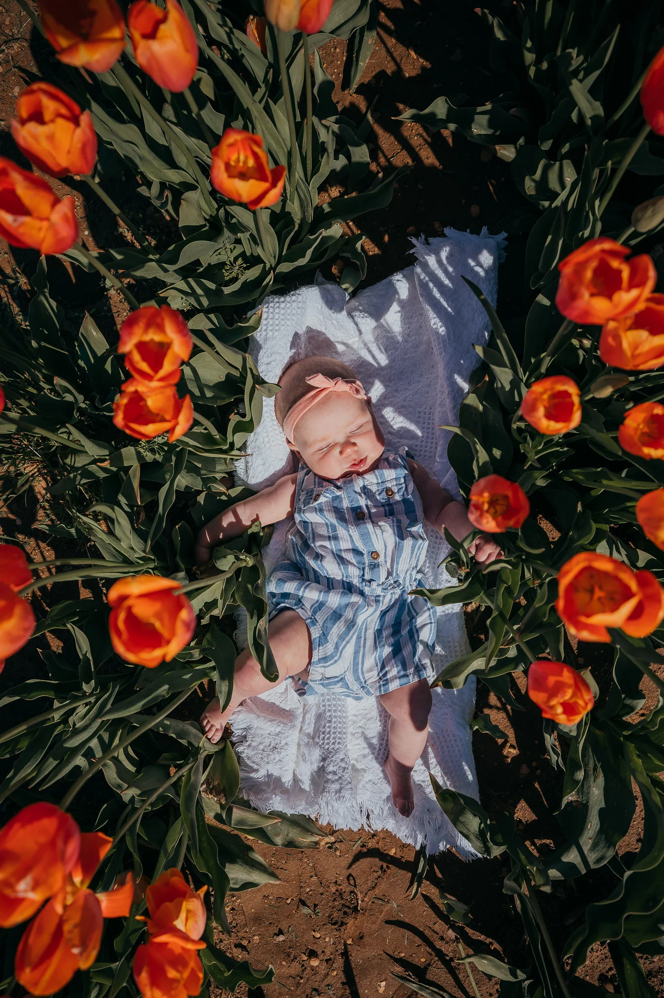 Tulips-4458.jpg