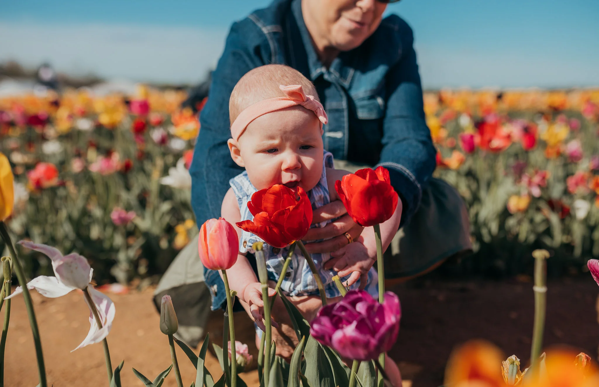 Tulips-4420.jpg