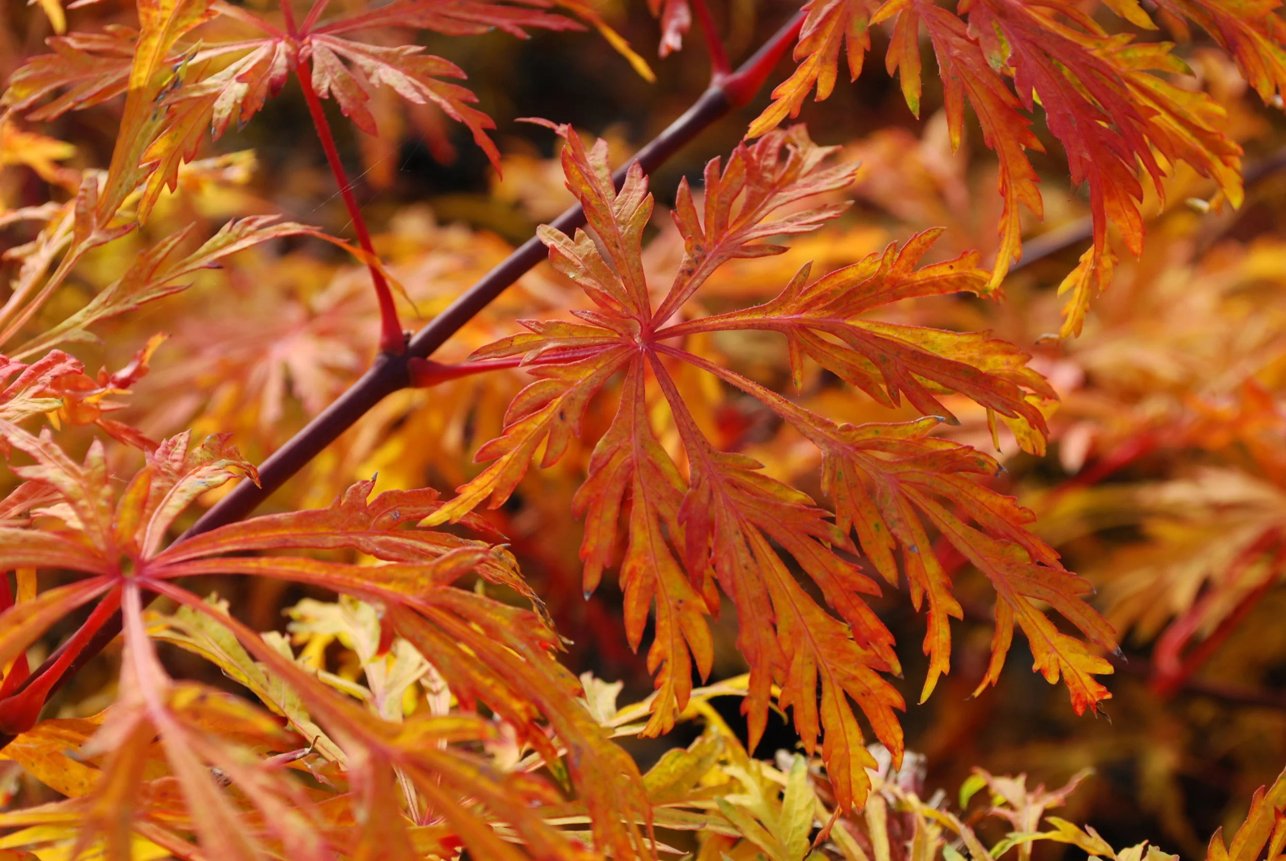 Acer Green Cascade FC 118.jpg