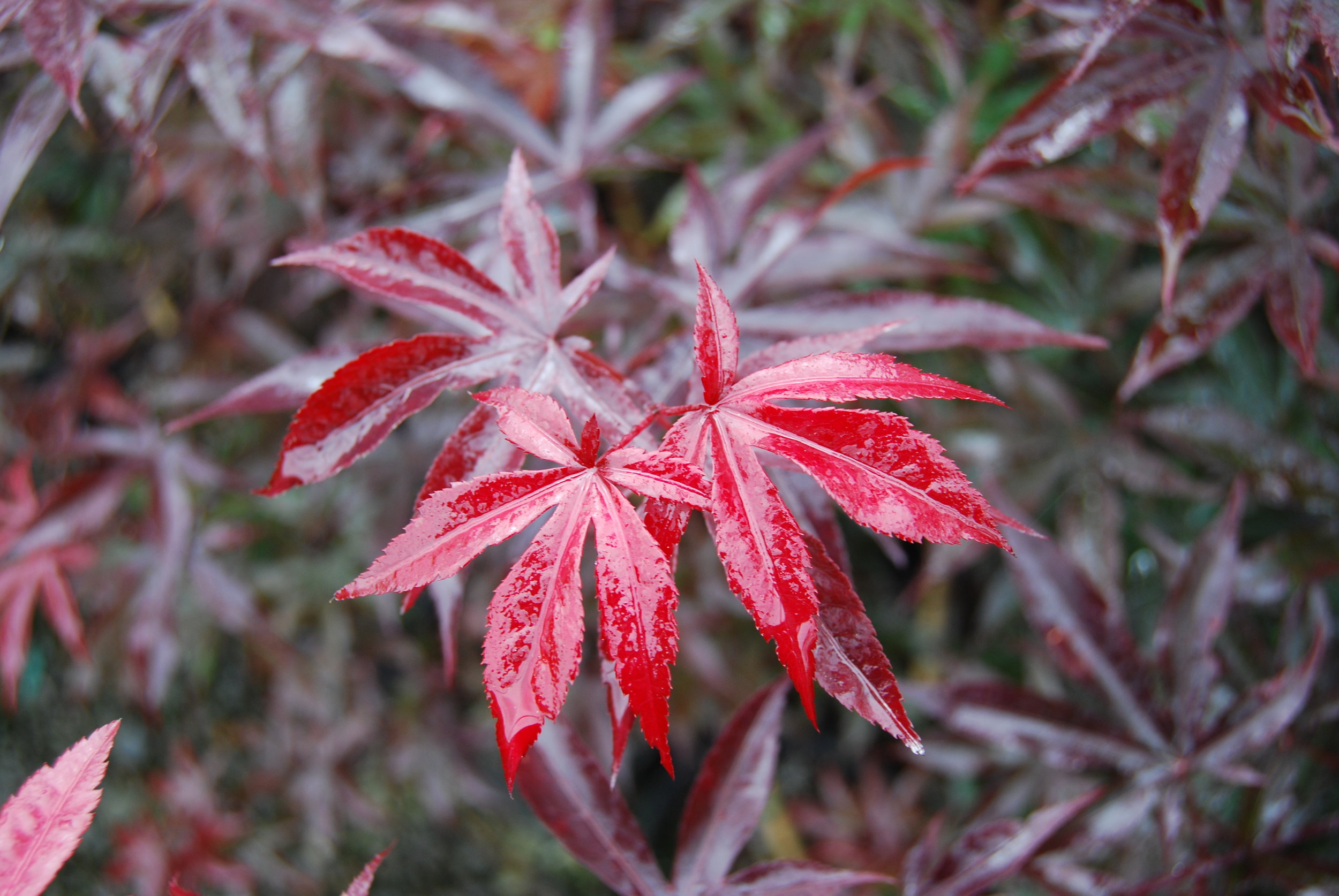 Acer Emperor I b.JPG