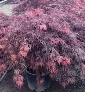 Acer Inaba shidare.JPG