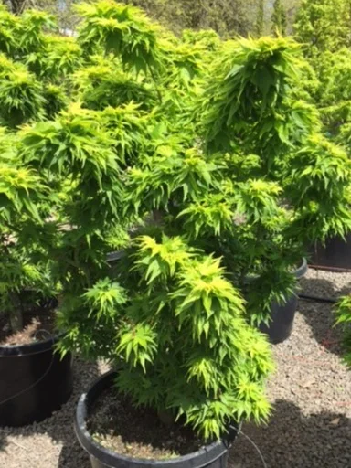 Acer Mikawa Yatsubusa 3-4' Ct.JPG