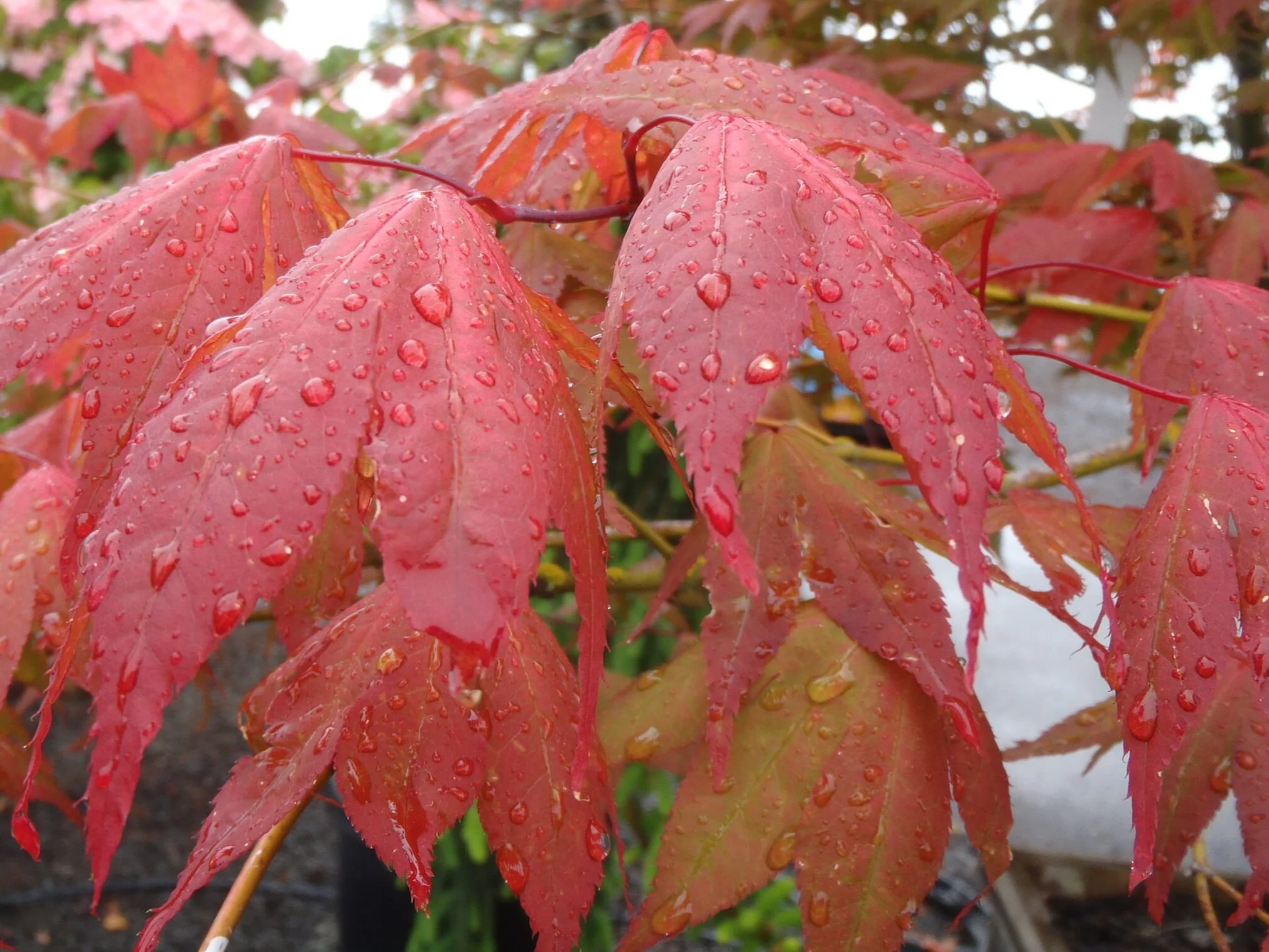 6 pg Acer Aka ss LY.JPG