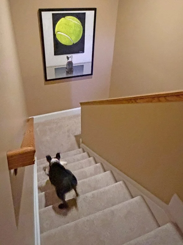 boston-terrier-art copy.jpg