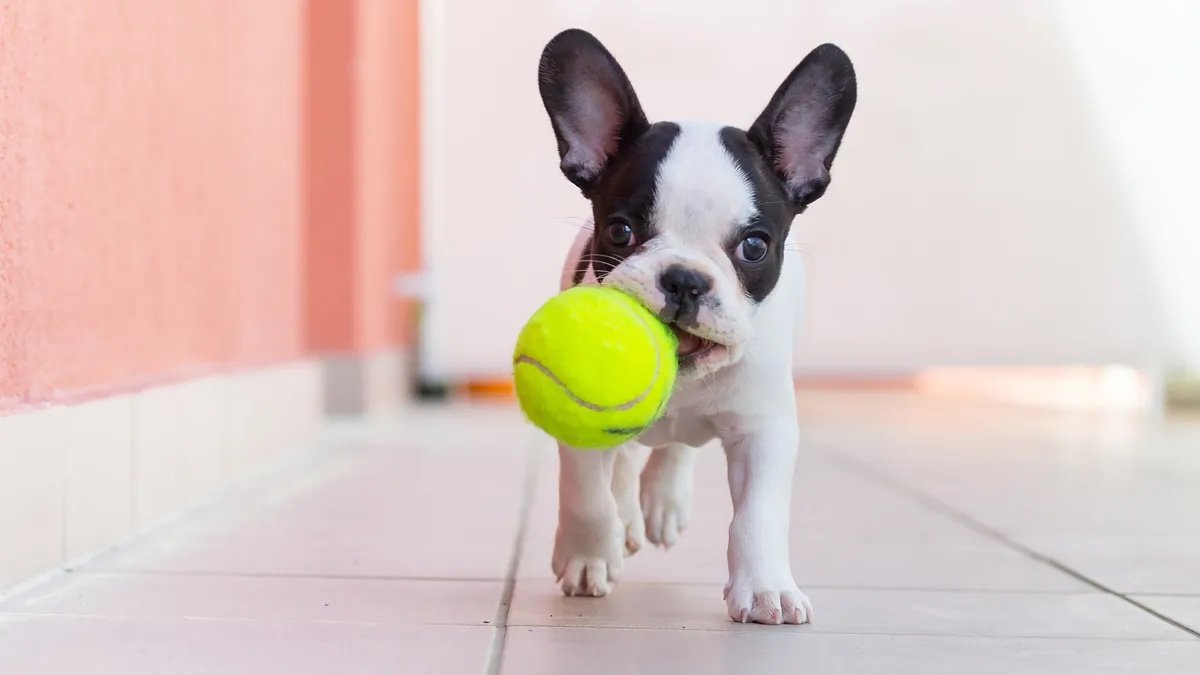 boston.terrier2.jpeg