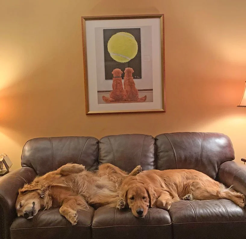 dog-wall-art.jpg