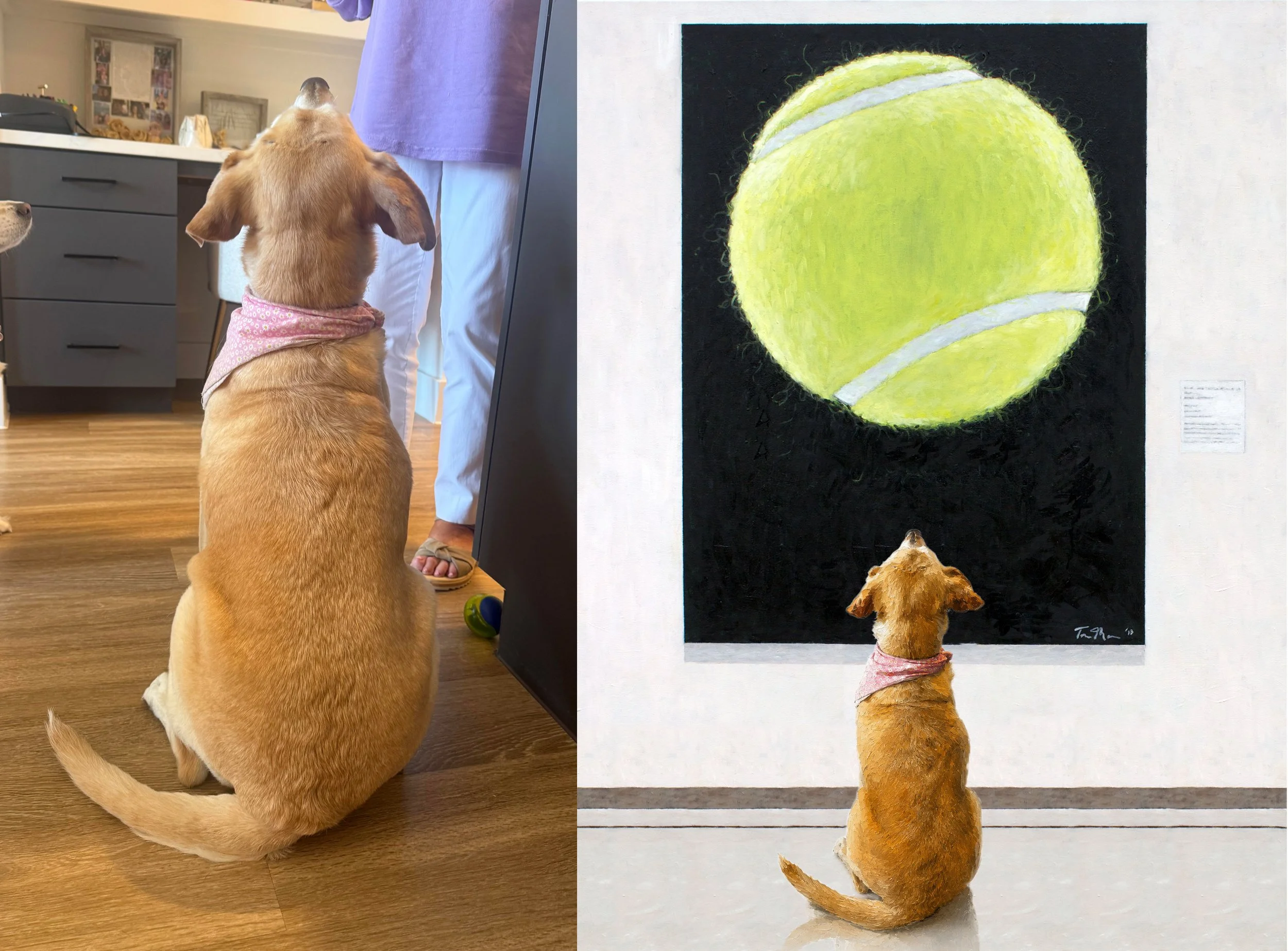 YOUR.dog.collage..jpg