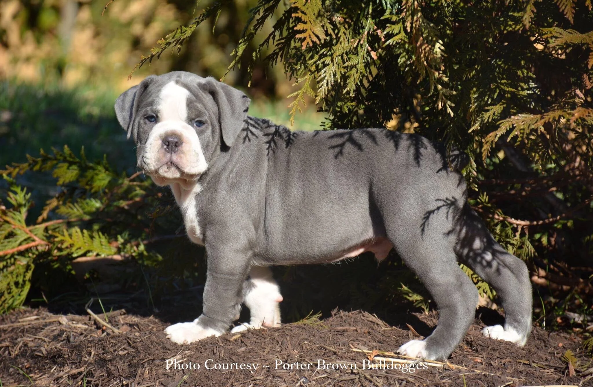 Olde English Bulldogge Blue English Bulldog Cost Blue Sable Olde