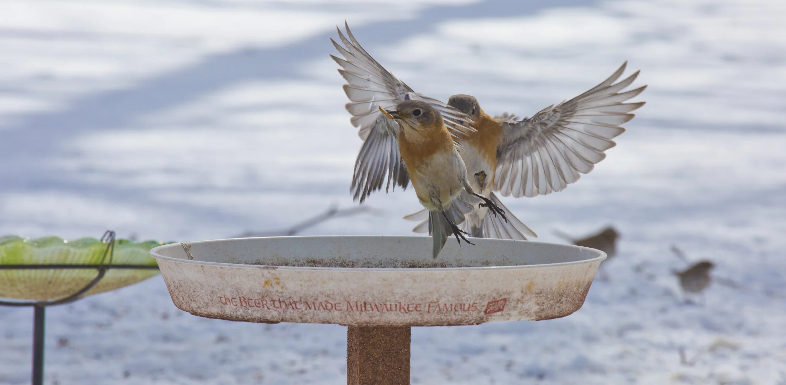 I snapped these female Eastern Bluebirds one winter, a couple years back. Was a planned shoot. Bluebirds had been in the yard for a while longer this winter. Set up my DSLR on a tripod, filled this dish with their favorite snack - mealworms, returned to the camera in time to rapid fire a sequence of photos; this was one. One of my favorites. Take off and Landing.