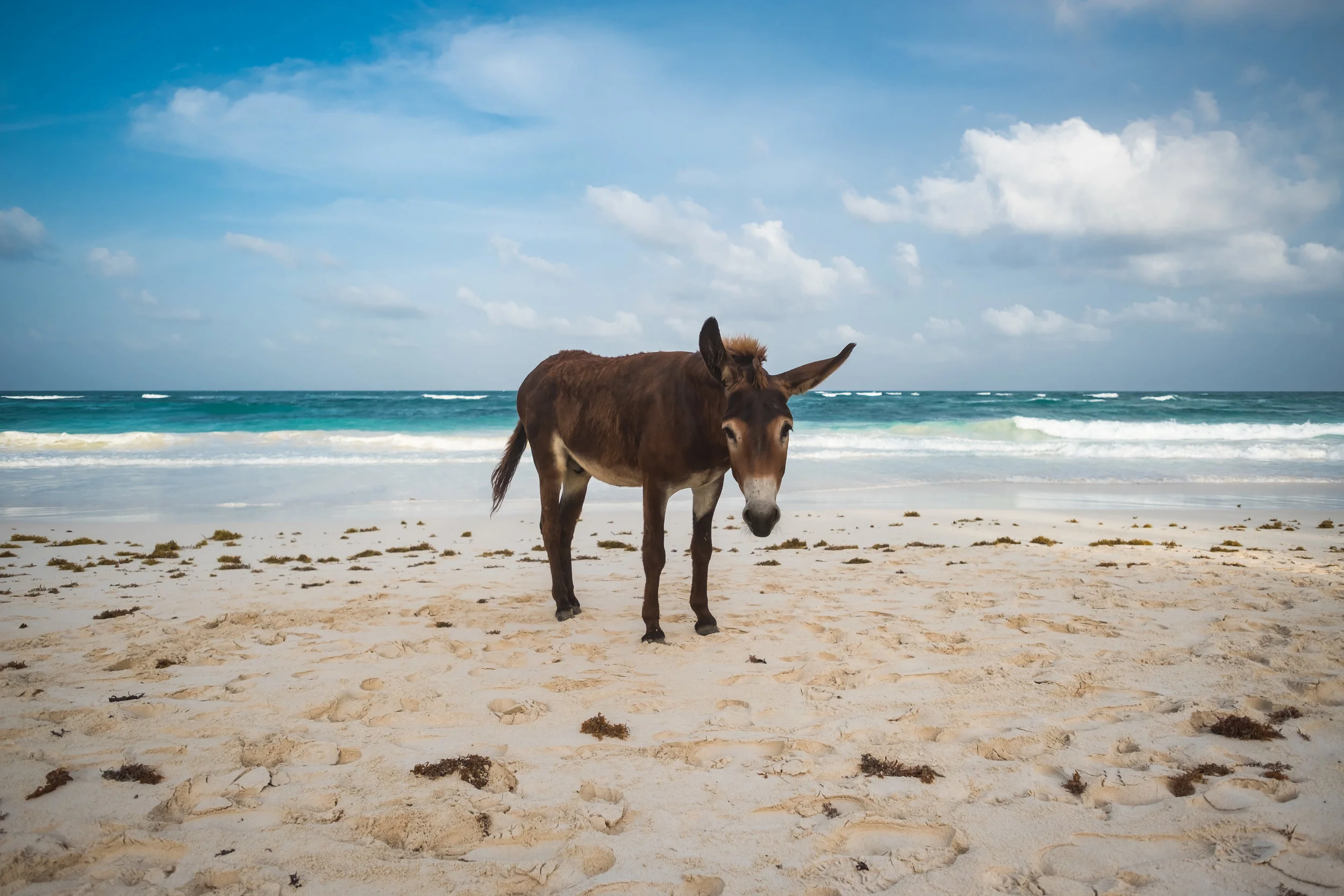 What “Stubborn” Donkeys Can Teach Us About Endurance | Reflections