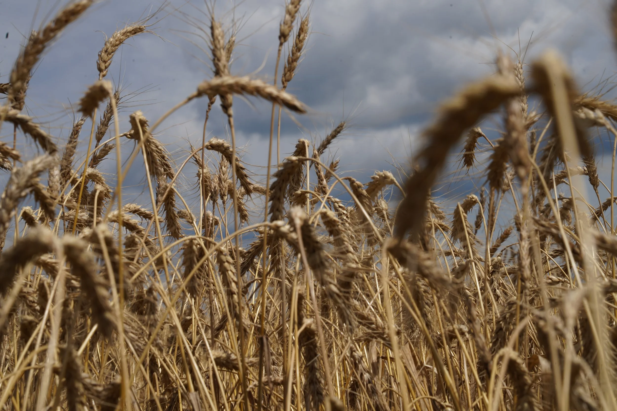 jonnah perkins meadowlark.JPG