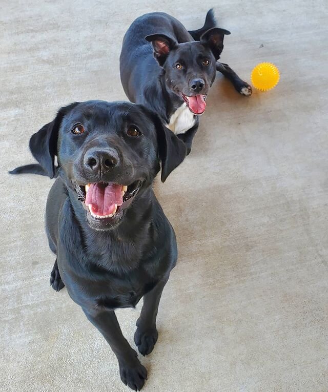 I haven't seen these babies in a few months! Glad I got to see them today ❤