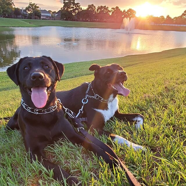Foster and Lilah are enjoying their weekly evening walks! I'm glad they are making me get my cardio in! No excuses! 🏃&zwj;♀️🌅 #sunsetwalk #dogwalker #houstonpetsitter