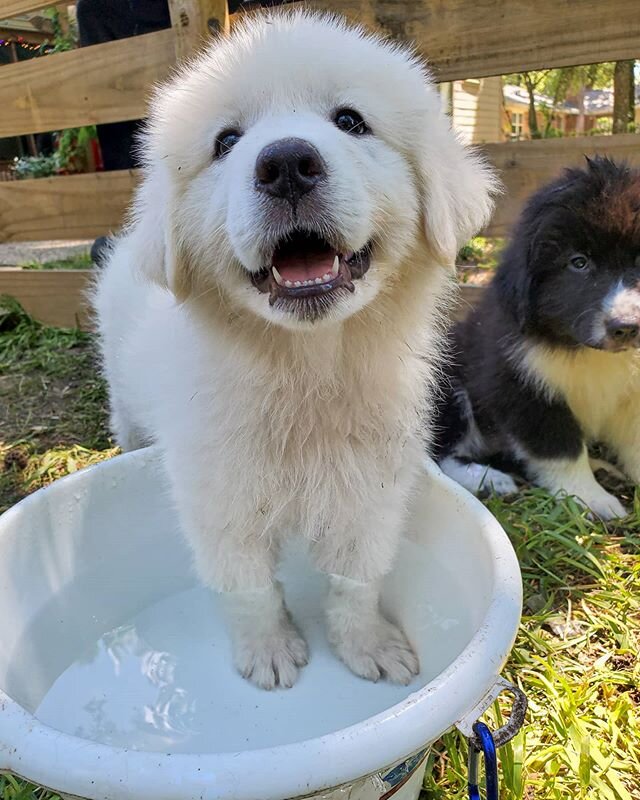 Not a client- but my friend let me see her foster puppies, so of course I have to share photos of them :) #greatpyrenees #9weeksold