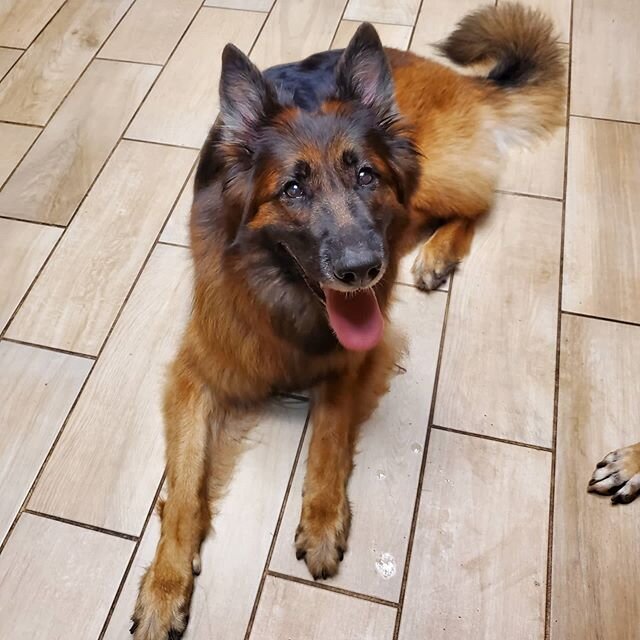 Izzy after playing outside, she likes to lay on the cool tile :) #houstonpetsitter #germanshepherdsofinstagram