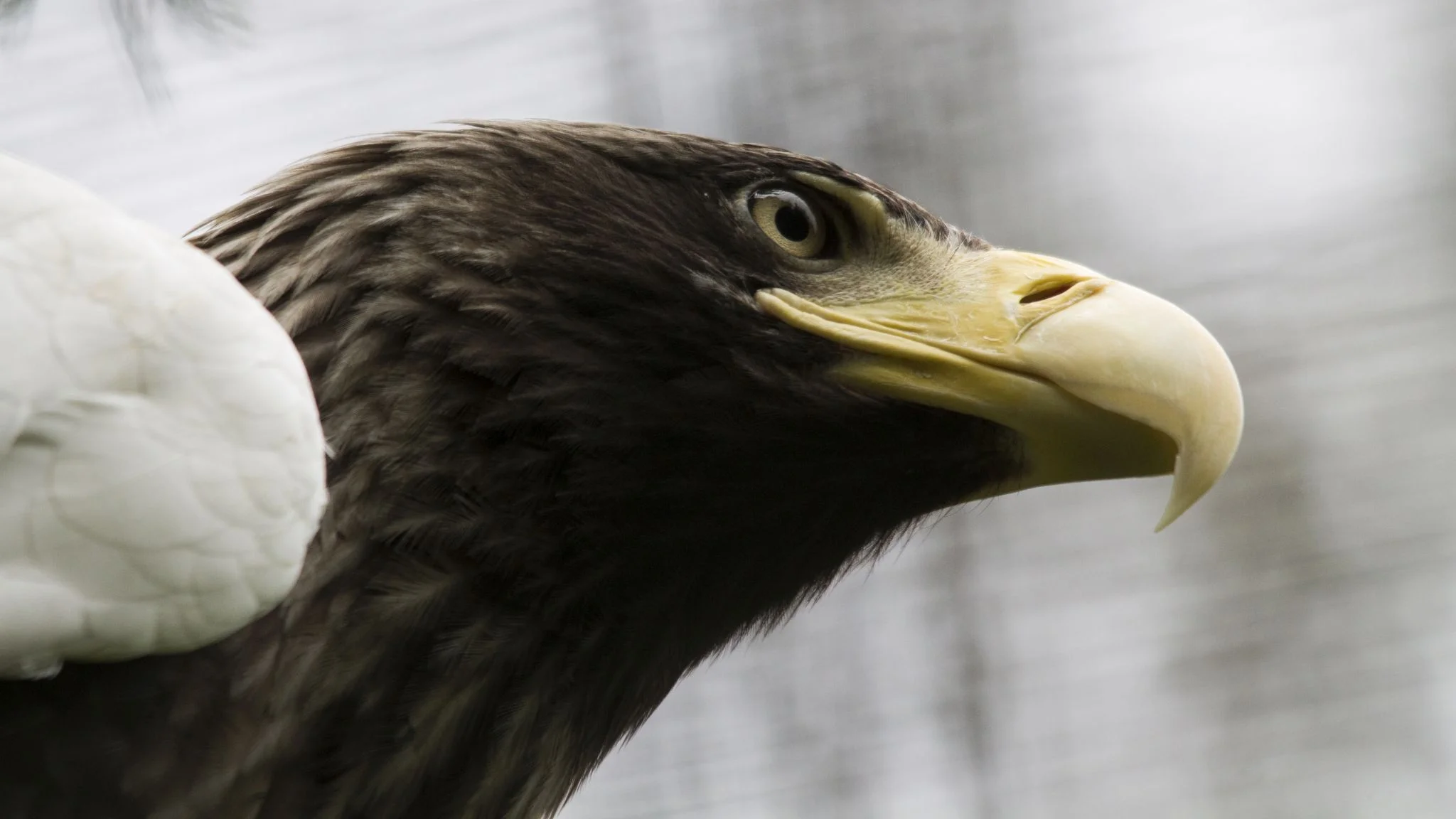 eagle-headshot_8934469188_o.jpg