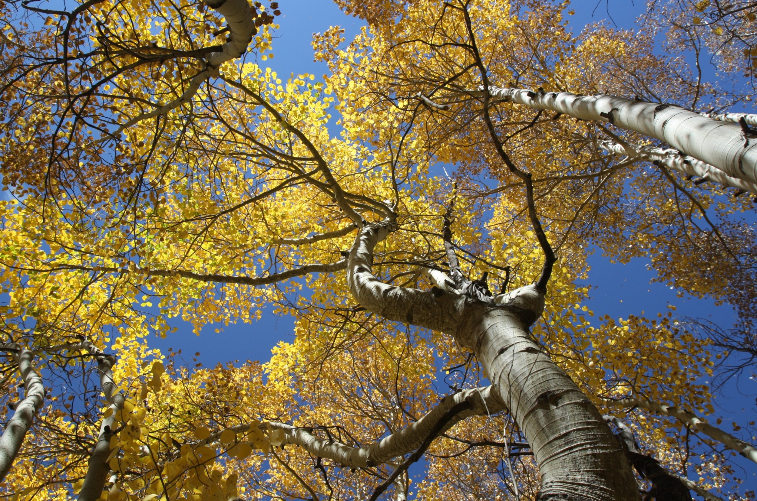 aspens 3 mv.jpg
