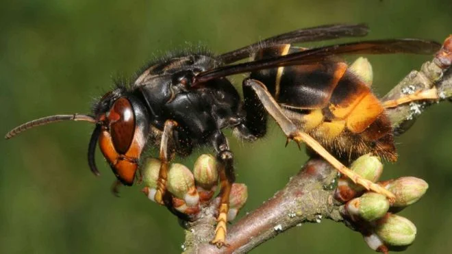 BBKA Asianhornet.png