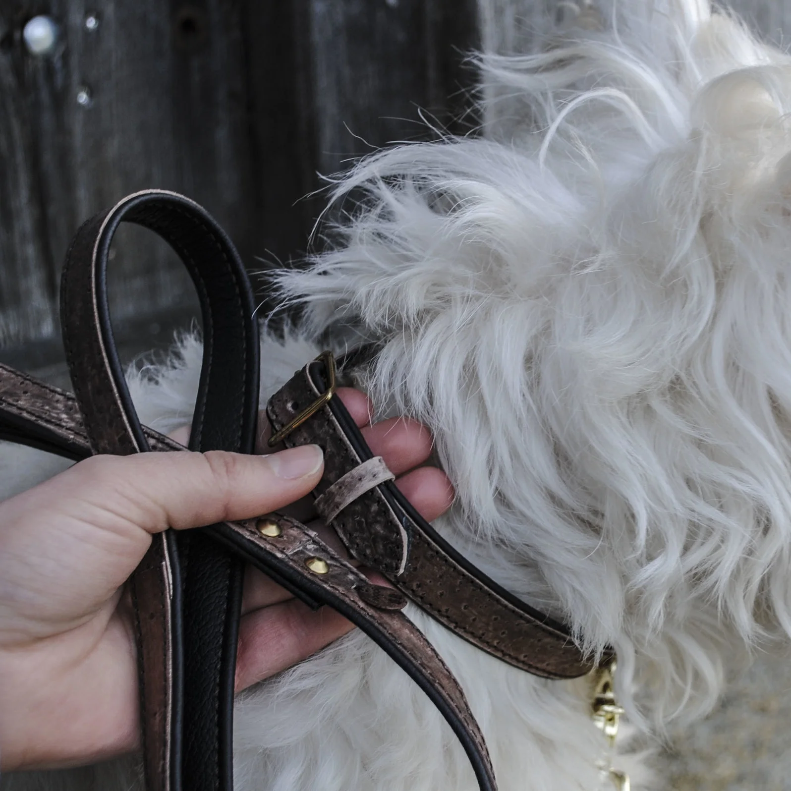 Barri - Hundhalsband & Hundeleine