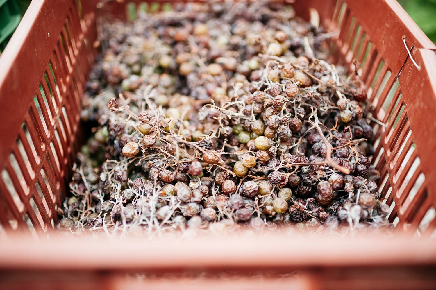 grapes drying in the sun, Naxos, greece